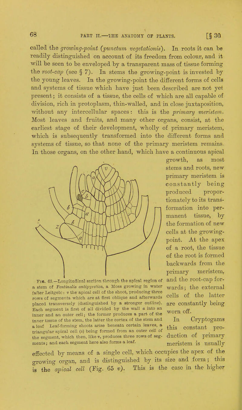 called the growing-point (jpuncium vegetationis). In roots it can be readily distinguished on account of its freedom from colo\ir, and it will be seen to be enveloped by a transparent mass of tissue forming the root-cap (see § 7). In stems the growing-point is invested by the young leaves. In the growing-point the different forms of cells and systems of tissue which have just been described are not yet present; it consists of a tissue, the cells of which are all capable of division, rich in protoplasm, thin-walled, and in close juxtaposition, without any intercellular spaces: this is the primary meristem. Most leaves and fruits, and many other organs, consist, at the earliest stage of their development, wholly of primaiy meristem, which is subsequently transformed into the different forms and systems of tissue, so that none of the primary meristem remains. In those organs, on the other hand, which have a continuous apical growth, as most stems and roots, new primary meristem is constantly being produced propor- tionately to its trans- formation into per- manent tissue, by the formation of new cells at the growing- point. At the apex of a root, the tissue of the root is formed backwards from the primary meristem, and the root-cap for- wards; the external cells of the latter are constantly bemg worn off. In Cryptogams this constant pro- duction of primary meristem is usually effected by means of a single cell, which occupies the apex of the o-rowing organ, and is distinguished by Ts the apical cell (Fig. 65 v). This Fis. Co.—Longitudinal SGctiriTi tlirough the apical region of a stem of Foniinalis antipyrctica, a Moss growing in water (after Leltgeb): v the apical cell of the shoot, producing throe rows of segments which are at first obhque and aftenvards placed transversely (distinguished by a stronger outline). Each segment is first of all divided by the wall a into an inner and an outer cell; the former produces a part of the inner tissue of the stem, the latter the cortex of the stem and a leaf Leaf-forming shoots arise beneath certain leaves, a triangular apical cell (2) being formed from an outer cell of the segment, which then, like v, produces three rows of seg- ments; and each segment here also forms a leaf. its size and is the for [•m ; this case in the higher