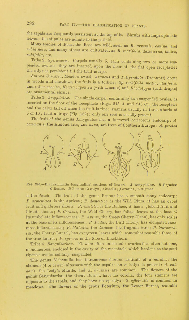 the sepals are frequently persistent at the top of it. Shrubs with imparipinnate leaves; the stipules are adnate to the petiole. Many species of Eosa, the Eose, are wild, such as R. arvensis, canina, and rahujvnosa, and many others are cultivated, as R. centifolia, damascena, ijidica, ruhifolia, etc. Tribe 2. Spirmacea. Carpels usually 5, each containing two or more sus- pended ovules: they are inserted upon the floor of the flat open receptacle: the calyx is persistent till the fruit is ripe. Spiraa Ulmaria, Meadow-sweet, Aruncus and Filipendula (Dropwort) occur in woods and meadows, the fruit is a follicle; Sp. sorbifolia, media, ulmifolia, and other species, Kerria japonica (with achenes) and Rhodotypus (with drupes) are ornamental shrubs. Tribe 3. Aimjgdalece. The single carpel, containing two suspended ovules, ie inserted on the floor of the receptacle (Figs. 245 A and 246 C); the receptacle and the calyx fall off when the fruit is ripe: stamens usually in three whorls of 5 or 10 ; fruit a drupe (Fig. 162); only one seed is usually present. The fruit of the genus Amygdalus has a furrowed coriaceous endocarp: A ■ communis, the Almond-tree, and r4tt7ia, are trees of Southern Europe: A. perdca FiQ. 243.—Diagrammatic longitudinal sections of flowers. A Amygdaleaa. B Dryadese C Rosese. D Pomete: k calyx; c corolla; /ovaries; n sligmas. is the Peach. The fruit of the genus Prunus has a smooth stony endocarp: P. armeniaca is the Apricot; P. doniestica is the Wild Plum, it has an ovoid fruit and glabrous shoots; P. insititia is the Bullace, it has a globoid fruit and hirsute shoots ; P. Cerasus, the Wild Cherry, has foliage-leaves at. the base o! its umbellate inflorescences ; P. Avium, the Sweet Cherry (Gean), has only scales at the base of its inflorescences; P. Fadus, the Bird-Cherry, has elongated race- mose inflorescences; P. Mahaleb, the Damson, has fragrant bark; P laurocera- sus, the Cherry Laurel, has evergreen leaves which somewhat resemble those of the true Laurel; P. spii^osa is the Sloe or Blackthorn. Tribe 4. Sangulsorhece. Flowers often unisexual: ovaries few, often but one, monomerous, enclosed in the cavity of the receptacle which hardens as the seed ripens : ovules solitary, suspended. The genus Alchemilla has tetramerous flowers destitute of a corolla; the stamens (4 or fewer) alternate with the sepals; an epicalyx is present: A. vul- garis, the Lady's Mantle, and A. arvensis, are common. The flowers of the genus Sanguisoxba, the Great Burnet, have no corolla, the four stamens are opposite to the sepals, and they have no epicalyx ; S. officinalis is common in meadows. The flowers of the genus Poterium, the Lesser Burnet, resemble