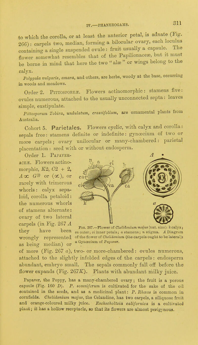 IV.—PHANEROGAMS. to Avhich the corolla, or at least the anterior petal, is adnata (Fig. 266): carpels two, median, forming a bilocnlar ovary, each locnlus containing a single suspended ovnle : fruit usually a capsule. The flower somewhat resembles that of the Papilionaceae, but it must be borne in mind that here the two  aloe  or wings belong to the calyx. Pohjgala vxilgaris, amara, and others, are herbs, woody at the base, occurring in woods and meadows. Order 2. PiTTOSPOREiE. Flowers actinomorphio : stamens five: ovules numerous, attached to the usually unconnected septa: leaves simple, exstipulate. Pittosporum Tobira, undulattm, crassifolium, are ornamental plants from Australia. Cohorts. Parietales. Flowers cyclic, with calyx and corolla: sepals free: stamens definite or indefinite: gynoecium of two or more carpels; ovary unilocular or many-chambered: parietal placentation : seed with or without endosperm. Order 1. Papaver- A • kCEM. Flowers actino- -l^i y ^.y morphic, K2, G2 + 2, ^ Aac G'-^ or (x), or rarely with trunerous whorls: calyx sepa- loid, corolla petaloid: the numerous whorls of stamens alternate: ovary of two lateral carpels (in Fig. 267-4 Fig. 267.—Flower of CIieKdoniummajus (nat. size): K calyx; tney nave been ca outer; ci inner petals; a stamens; n stigma. X Diagnim wrongly represented °^ flower of Chelidonium (the carpels ought to be lateral): , . T \ a GynoBoium of Favaver. as bemg median) or of more (Fig. 267 a), two- or more-chambered: ovules numerous, attached to the slightly infolded edges of the carpels: endosperm abundant, embryo small. The sepals commonly fall ofE before the flower expands (Fig. 267ir). Plants with abundant niilky juice. Papaver, the Poppy, has a many-chambered ovary; the fruit is a porous capsule (Fig. 160 D). P. somniferum is cultivated for the sake of the oil contained in the seeds, and as a medicinal plant: P. Rliaas is common iu cornfields. Chelidonium majus, the Celandine, has two carpels, a siliquose fruit and orange-coloured milky juice. Eschscholtzia californica is a cultivated plaut; it has a hollow receptacle, so that its flowers are almost perigynous.