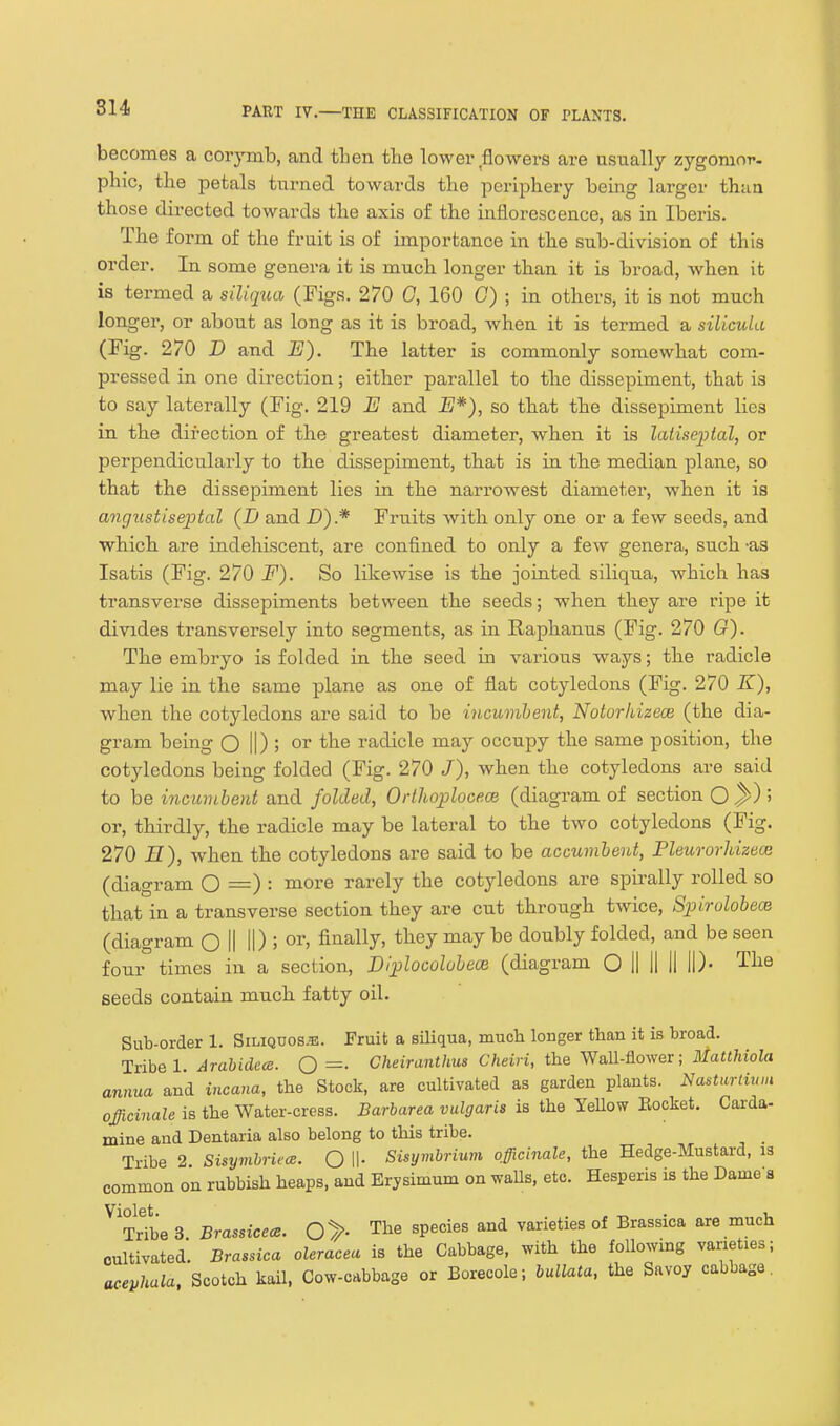 becomes a corymb, and then the lower flowers are asiially zygomor- phic, the petals turned towards the periphery being larger than those directed towards the axis of the inflorescence, as in Iberis. The form of the fruit is of importance in the sub-division of this order. In some genera it is much longer than it is broad, when it is termed a siliqua (Figs. 270 0, 160 C) ; in others, it is not much longer, or about as long as it is broad, when it is termed a silicula (Fig. 270 D and E). The latter is commonly somewhat com- pressed in one direction; either parallel to tlie dissepiment, that is to say laterally (Fig. 219 E and E*), so that the dissepiment lies in the direction of the greatest diameter, when it is latisepial, or perpendicularly to the dissepiment, that is in the median plane, so that the dissepiment lies in the narrowest diameter, when it is angustiseptal (Jj and D).* Fruits with only one or a few seeds, and which are indehiscent, are confined to only a few genera, such -as Isatis (Fig. 270 F). So likewise is the jointed siliqua, which has transverse dissepiments between the seeds; when they are ripe it divides transversely into segments, as in Raphanus (Fig. 270 G). The embryo is folded in the seed in various ways; the radicle may lie in the same plane as one of flat cotyledons (Fig. 270 K), when the cotyledons are said to be incumbent, Notorhizeoe (the dia- gram being O II) ! or the radicle may occupy the same position, the cotyledons being folded (Fig. 270 J), when the cotyledons are said to he incumbent and folded, Oiihojdocece (diagram of section O ^)'> or, thirdly, the radicle may be lateral to the two cotyledons (Fig. 270 H), when the cotyledons are said to be accumbent, Pleurorhizece (diagram O =) : more rarely the cotyledons are spirally rolled so that in a transverse section they are cut through twice, Sinrolobece (diagram Q II ID ; finally, they may be doubly folded, and be seen four times in a section, Diplocolobece (diagram O II II II ID- The seeds contain much fatty oil. Sub-order 1. Siliquos.e. Fruit a siliqua, much longer than it is broad. Tribe 1. Arabidca. Q =. Cheiranthus Cheiri, the Wall-flower; Uatthiola annua and incana, the Stock, are cultivated as garden plants. Nasturtuuu officinale is the Water-cress. Barbarea vulgaris is the YeUow Rocket. Cai-da- mine and Dentaria also belong to this tribe. Tribe 2 Sisymbriece. Q \\. Sisymbrium officinale, the Hedge-Mustard, is common on rubbish heaps, and Erysimum on waUs, etc. Hesperis is the Dame s ^TrtbeS Brassieece. 0>- The species and varieties of Brassica are much cultivated. Brassica oleracea is the Cabbage, with the following varieties; acephala, Scotch kail, Cow-cabbage or Borecole; bullata, the Savoy cabbage.