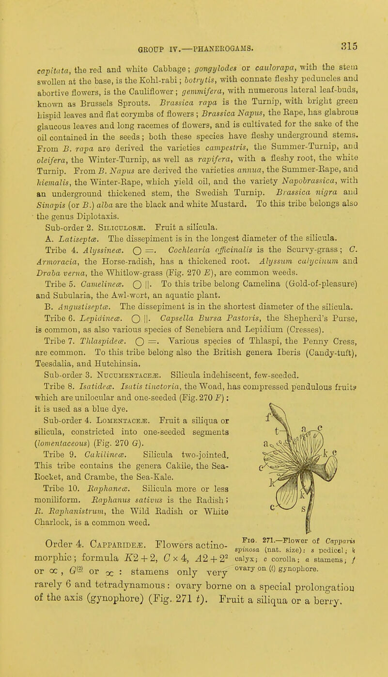 eapitiita, the Tci and white Cabbage; gongylodes or caulorapa, yiith the stem s^yollen at the base, is the Kohl-rabi; hotnjlis, with connate fleshy peduncles and abortive flowers, is the Cauliflower; gemmifera, with numerous lateral leaf-buds, known as Brussels Sprouts. Brassica rapa is the Turnip, with bright green hispid leaves and flat corymbs of flowers ; Brassica Napiis, the Eape, has glabrous glaucous leaves and long racemes of flowers, and is cultivated for the sake of the oil contained in the seeds; both these species have fleshy undergi-ound stems. From B. rapa are derived the varieties campcstris, the Summer-Turnip, and oleifera, the Winter-Turnip, as well as rapifera, with a fleshy root, the white Turnip. From B. Napus are derived the varieties annua, the Summer-Eape, and liiemalis, the Winter-Eape, which yield oil, and the variety Napobrassica, with an undergi-ound thickened stem, the Swedish Turnip. Brassica nigra and Sinapis (or B.) alba are the black and white Mustard. To this tribe 'belongs also ■ the genus Diplotaxis. Sub-order 2. Siliculos^. Fruit a silicula. A. LatiseptcB. The dissepiment is in the longest diameter of the silicula. Tribe 4. Alyssinea. Qj—■ Cochlearia officinalis is the Scurvy-grass; C. Armoracia, the Horse-radish, has a thickened root. Alyssiim catyciiium and Draba verna, the Whitlow-gi-ass (Fig. 270 E), are common weeds. Tribe 5. Camelinece. Oil- tribe belong CameUna (Gold-of-pleasure) and Subularia, the Awl-wort, an aquatic plant. B. AngustiseptcD. The dissepiment is in the shortest diameter of the silicula. Tribe 6. Lepidinecc. OH- Capsella Bursa Pastoris, the Shepherd's Purse, is common, as also various species of Senebiera and Lepidium (Cresses). Tribe 7. Tlilaspidece. Q =• Various species of Thlaspi, the Penny Cress, are common. To this tribe belong also the British genera Iberis (Candy-tuft), TeesdaUa, and Hutchinsia. Sub-order 3. Nucdmentace^. Silicula indehiscent, few-seeded. Tribe 8. Isatidecc. Isatis tinctoria, the Woad, has compressed pendulous fruits which are unilocular and one-seeded (Fig. 270 F): it is used as a blue dye. Sub-order 4. Lomentace^. Fruit a siliqua or silicula, constricted into one-seeded segments [lomentaceous) (Fig. 270 G). Tribe 9. Cakilinece. Silicula two-jointed. This tribe contains the genera Cakile, the Sea- Eocket, and Crambe, the Sea-Kale. Tribe 10. liaphanea. Silicula more or less moniliform. Eaphanus sativus is the Eadish» R. Eaphanistrum, the Wild Eadish or White Charlock, is a common weed. Order 4. Capparide^. Flowers actino- JZ„ r„7^'°T °' ^T''! s-pmosa (nat. size): s pedicel; k morpliic; formula K2 + 2, (7x4, A2 + 2' calyx; c corolla; a stamens; / or oc , G'^'. or oc : stamens only very gynophore. rarely 6 and tetradynamons: ovary borne on a special prolongatiou of the axis (gynopliore) (Fig. 271 t). Fruit a siliqua or a berry.