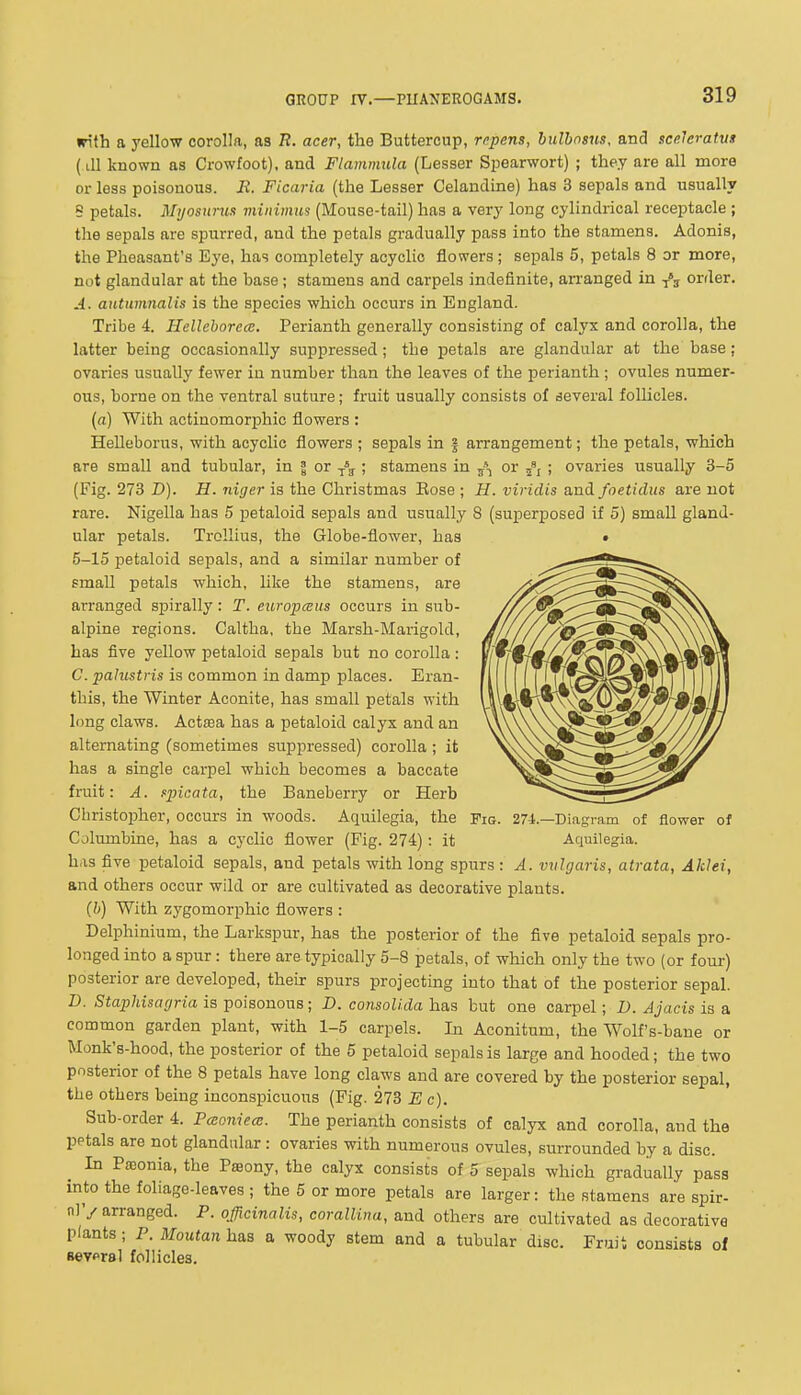 rith a yellow corolla, as B. acer, the Buttercup, repens, hulhnsus, and sceleratm ( ill known as Crowfoot), and Flammula (Lesser Spearwort) ; they are all more or less poisonous. B. Ficaria (the Lesser Celandine) has 3 sepals and usually B petals. Mijosurus minimus (Mouse-tail) has a very long cylindrical receptacle ; the sepals are spurred, and the petals gradually pass into the stamens. Adonis, the Pheasant's Eye, has completely acyclic flowers; sepals 5, petals 8 or more, not glandular at the base; stamens and carpels indefinite, arranged in -^'j order. A. antumnalis is the species which occurs in England. Tribe 4. Hellehorece. Perianth generally consisting of calyx and corolla, the latter being occasionally suppressed; the petals are glandular at the base; ovaries usually fewer in number than the leaves of the perianth ; ovules numer- ous, borne on the ventral suture; fruit usually consists of several follicles. (a) With actinomorphic flowers : Helleborus, with acyclic flowers ; sepals in | arrangement; the petals, which are small and tubular, in | or i\ ; stamens in jS, or ; ovaries usually 3-5 (Fig. 273 D). H. niger is the Christmas Eose ; H. viridis and foetidus are not rare. Nigella has 5 isetaloid sepals and usually 8 (superposed if 5) small gland- ular petals. Trollius, the Globe-flower, has • 5-15 petaloid sepals, and a similar number of small petals which, like the stamens, are arranged spirally: T. europceiis occurs in sub- alpine regions. Caltha, the Marsh-Marigold, has five yellow petaloid sepals but no corolla : C. palustris is common in damp places. Eran- this, the Winter Aconite, has small petals with long claws. Actsea has a petaloid calyx and an alternating (sometimes suppressed) corolla ; it has a single carpel which becomes a baccate fruit: A. spiaata, the Baneberry or Herb Christopher, occurs in woods. Aquilegia, the Fig. 274.—Diagram of flower of Columbine, has a cyclic flower (Fig. 274) : it Aquilegia. has five petaloid sepals, and petals with long spurs : A. vxdgaris, atrata, Akiei, and others occur wild or are cultivated as decorative plants. (b) With zygomorphic flowers : Delphinium, the Larkspur, has the posterior of the five petaloid sepals pro- longed into a spur: there are typically 5-8 petals, of which only the two (or four) posterior are developed, their spurs projecting into that of the posterior sepal. D. Stapliisagria is poisonous; D. consoUda has but one carpel; D. Ajacis is a common garden plant, with 1-5 carpels. In Aconitum, the Wolf's-bane or Monk's-hood, the posterior of the 5 petaloid sepals is large and hooded; the two posterior of the 8 petals have long claws and are covered by the posterior sepal, the others being inconspicuous (Fig. 273 E c). Sub-order 4. Pcsonieai. The perianth consists of calyx and corolla, and the petals are not glandular : ovaries with numerous ovules, surrounded by a disc. In Pieonia, the Pseony, the calyx consists of 5 sepals which gradually pass into the foliage-leaves ; the 5 or more petals are larger: the stamens are spir- nl'/arranged. P. officinalis, coralUna, and others are cultivated as decorative plants; P. Moutan has a woody stem and a tubular disc. Fruit consists of Bevpra] follicles.
