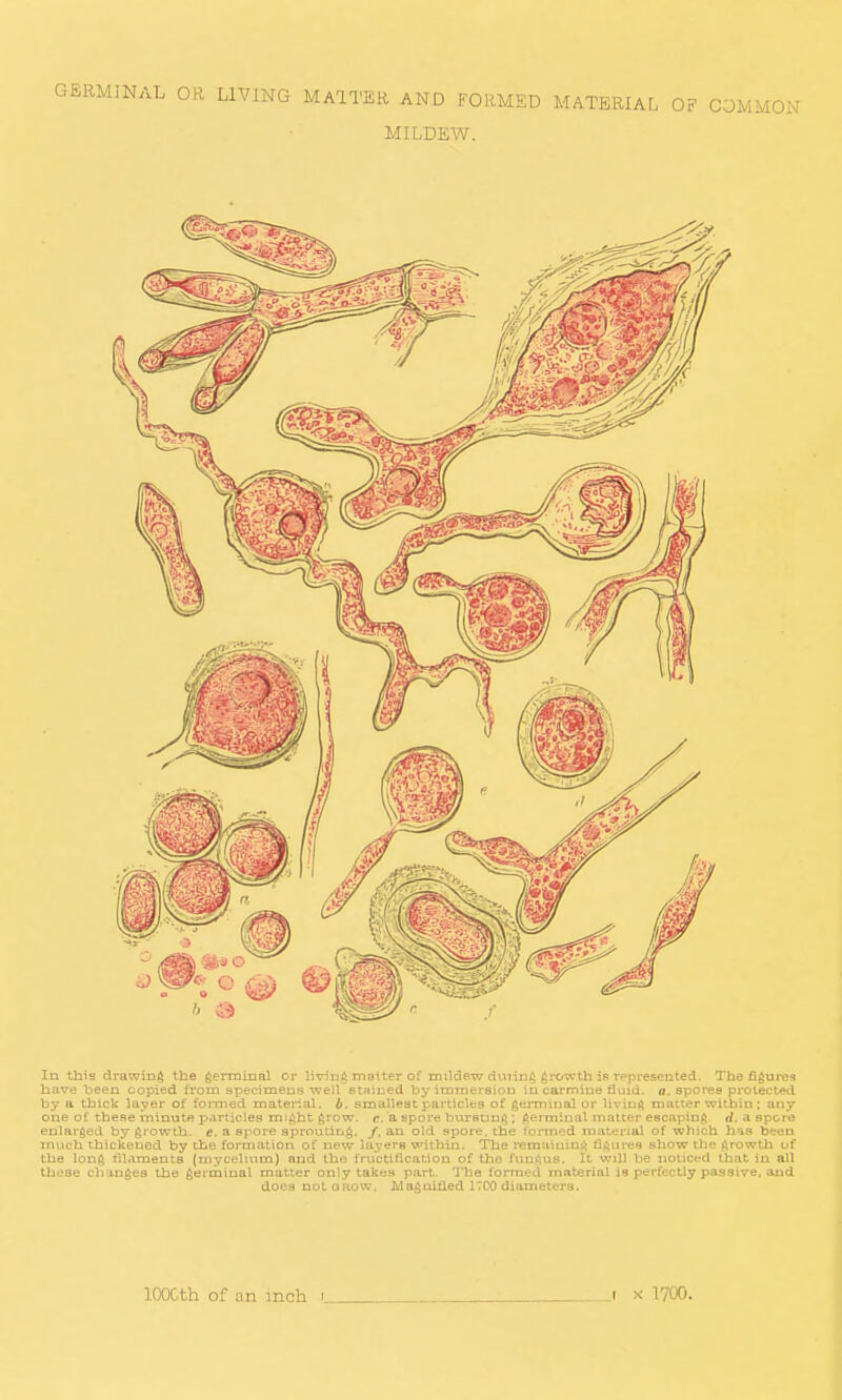 GERMINAL OR LIVING MAITER AND FORMED MATERIAL OF COMMON MILDEW. In this drawing the germinal or living matter of milde.w duiin^ g^c^wth is represented. The figures have been copied from specimens weU stained by immersion in carmine fluid, a. spores protected by a thick layer of foiTned material, b. smallest particles of geiTniual or liviiiili matter within ; any one of these minute particles might grow. c. a spore burstm^ ; fSerminal matter escapinf; tl. a spore enlarged by growth, e. a spore sprouting. /. an old spore, the lormod material of which has been much thickened by the formation of new layers within. The remaiuini^ failures show the growth of (he long ril.iments (rnyceUum) and the fructification of the fungus. It will be noticed that in all these changes the gerthinal matter only takes part. The formed material is perfectly passive, and does not a how. Magoitied 17C0 diameters. lOOCth of on mch i i x 1700.
