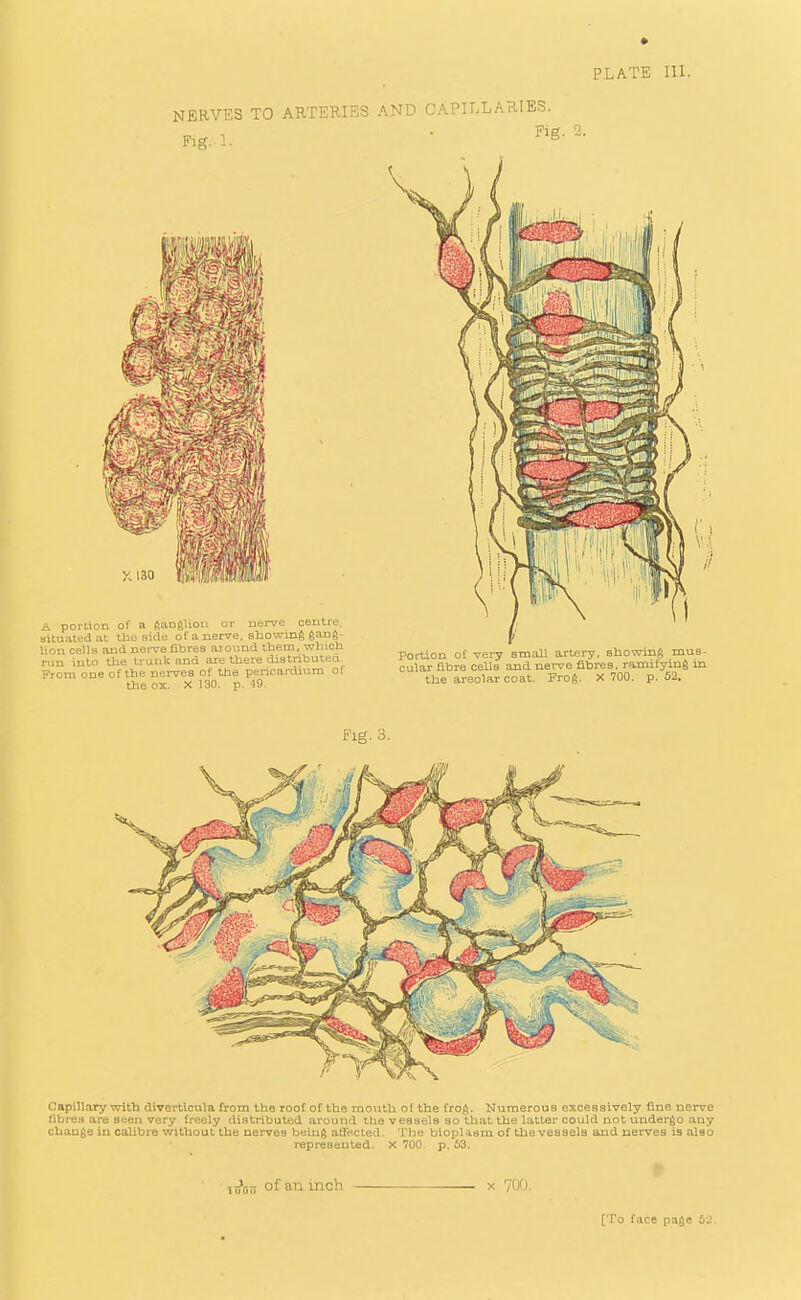 PLATE III. NERVES TO ARTERIES AND CAPITAL ARIES. A portion of a ^angUoii or nerve oeutre, situated at tbe side of a nerve, stowing ganj- Uon cells and nervefltres around tbem, which run into the trunk and are there distributed. From one of the nerves of the pericardium of the ox. X 130. p. 49 Portion of very small artery, showing mus- cular fibre cells and nerve fibres, ramifying in the areolar coat. Frog. X 700. p. 52. Fig. 3. Capillary with diverticula from the roof of the mouth of the frog. Numerous escesaively fine nerve fibres are seen very freely distributed around tbe v easels so that the latter could not undergo any change in cahbre without the nerves being aSacted. The biopl-ism of the vessels and nerves is also represented. X 700. p. 63. 9 X 700. [To face page 5'J.