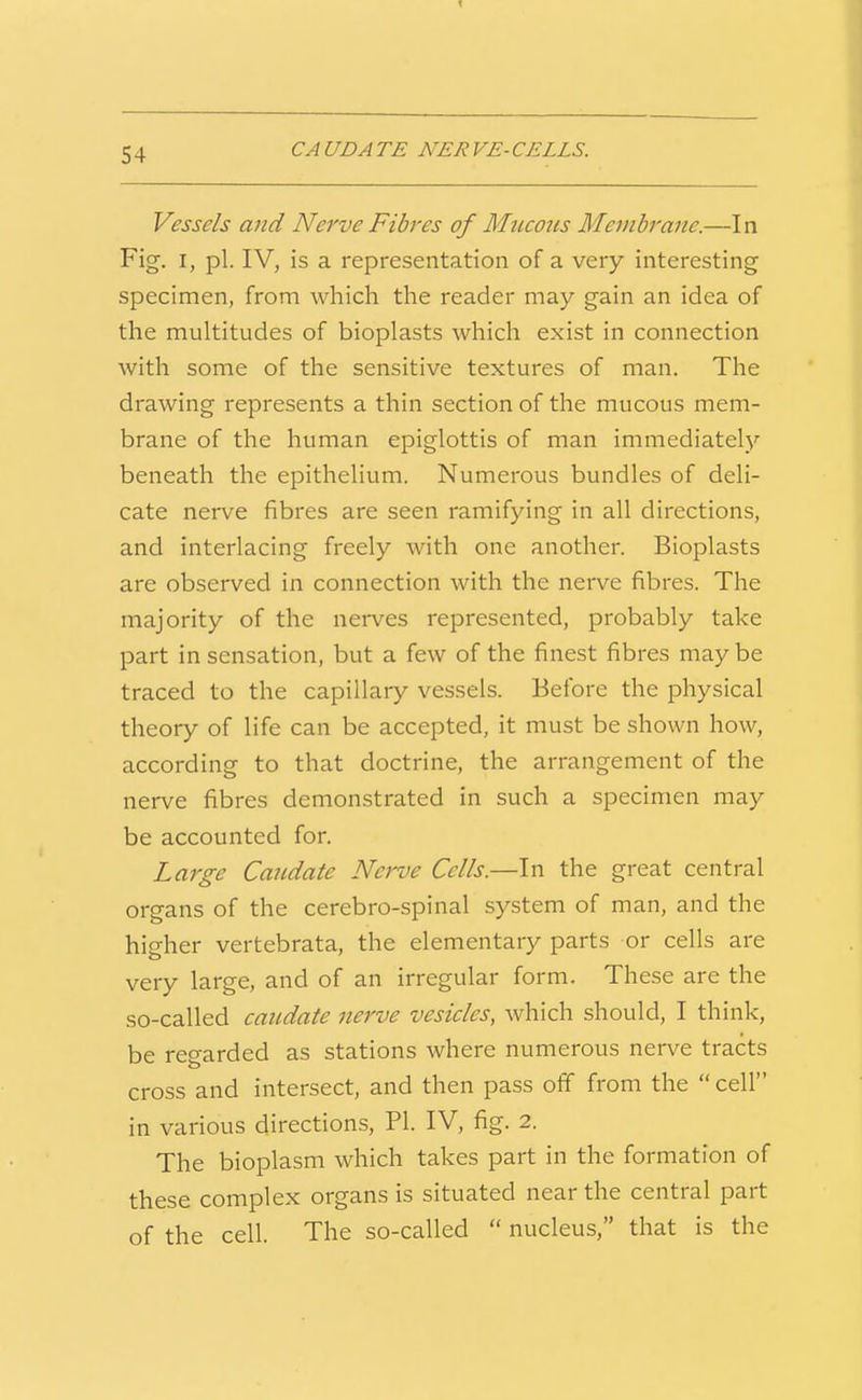 1 CAUDATE NERVE-CELLS. Vessels and Nerve Fibres of Mucous Membrane.—In Fig. I, pi. IV, is a representation of a very interesting specimen, from which the reader may gain an idea of the multitudes of bioplasts which exist in connection with some of the sensitive textures of man. The drawing represents a thin section of the mucous mem- brane of the human epiglottis of man immediately beneath the epithelium. Numerous bundles of deli- cate nerve fibres are seen ramifying in all directions, and interlacing freely with one another. Bioplasts are observed in connection with the nerve fibres. The majority of the nerves represented, probably take part in sensation, but a few of the finest fibres may be traced to the capillary vessels. Before the physical theory of life can be accepted, it must be shown how, according to that doctrine, the arrangement of the nerve fibres demonstrated in such a specimen may be accounted for. Large Caudate Nerve Cells.—In the great central organs of the cerebro-spinal system of man, and the higher vertebrata, the elementary parts or cells are very large, and of an irregular form. These are the so-called caudate nerve vesicles, which should, I think, be reo-arded as stations where numerous nerve tracts fc> cross and intersect, and then pass off from the cell in various directions, PI. IV, fig. 2. The bioplasm which takes part in the formation of these complex organs is situated near the central part of the cell. The so-called  nucleus, that is the