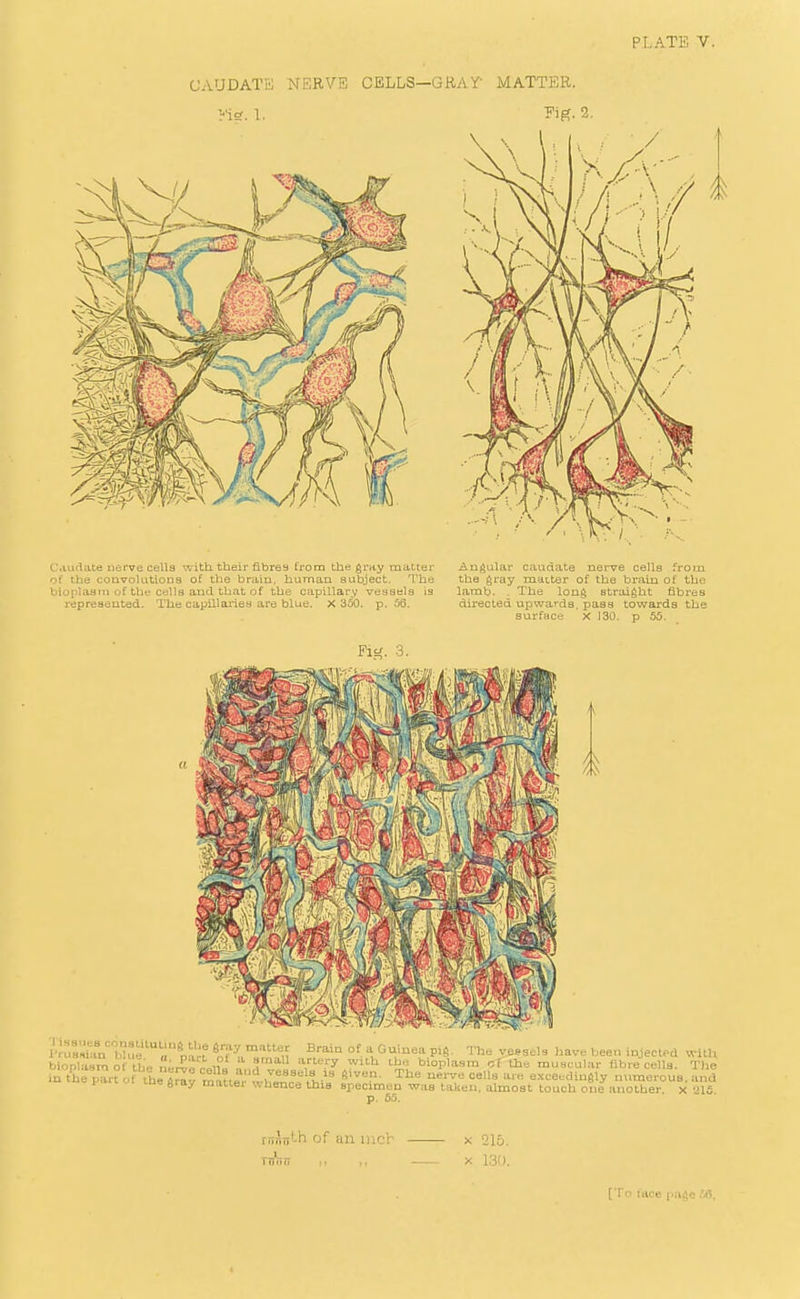 jiSnlh of an UK'h x 216. -ku, X 130. [To face page JS.