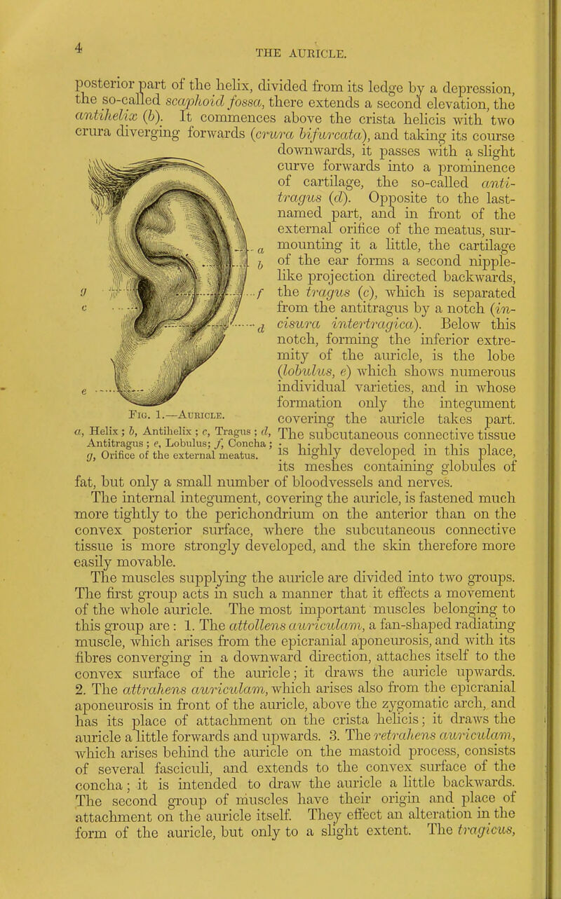 THE AUBICLE. f d posterior part of the helix, divided from its lodge by a depression, the so-called scaphoid fossa, there extends a second elevation, the antihelix (b). It commences above the crista hehcis with two crura diverging forwards {crura hifurcata), and taking its course downwards, it passes with a slight curve forwards into a proniinence of cartilage, the so-called anti- tragus (d). Opposite to the last- named part, and in front of the external orifice of the meatus, sm-- mounting it a little, the cartilage of the ear forms a second nipple- hke projection directed backwards, the tragus (c), which is separated from the antitragus by a notch (in- cisura intertragica). BeloAv this notch, forming the mferior extre- mity of the auricle, is the lobe (lohulus, e) which shows numerous individual varieties, and m whose formation only the integument covering the auricle takes part. The subcutaneous connective tissue is highly developed in this place, its meshes containing globules of fat, but only a small number of bloodvessels and nerves. The internal integument, covering the auricle, is fastened much more tightly to the perichondrium on the anterior than on the convex posterior surface, where the subcutaneous connective tissue is more strongly developed, and the sldn therefore more easily movable. The muscles supplying the auricle are divided into two groups. The first group acts m such a mamier that it effects a movement of the whole auricle. The most important muscles belonging to this group are: 1. The attollens auriculam, a fan-shaped radiatmg muscle, which arises from the epicranial aponeurosis, and with its fibres converging in a downward dhection, attaches itself to the convex surface of the auricle; it di-aws the auricle upwards. 2. The cdtrahens auriculam, which arises also from the epicranial aponeurosis in front of the auricle, above the zygomatic arch, and has its place of attachment on the crista hehcis; it draws the auricle a little forwards and upwards. 3. The retrahens auriculapn, which arises behind the auricle on the mastoid process, consists of several fasciculi, and extends to the convex surface of the concha; it is intended to draw the auricle a httle backwards. The second group of muscles have their origin and place of attachment on the auricle itself They effect an alteration in the form of the auricle, but only to a slight extent. The tragicus, Fig. 1.—AuEiCLE. a, Helix; b, Antihelix ; c, Tragus ; d, Antitragus ; e, Lobulus; /, Concha ; (J, Orifice of the external meatus.