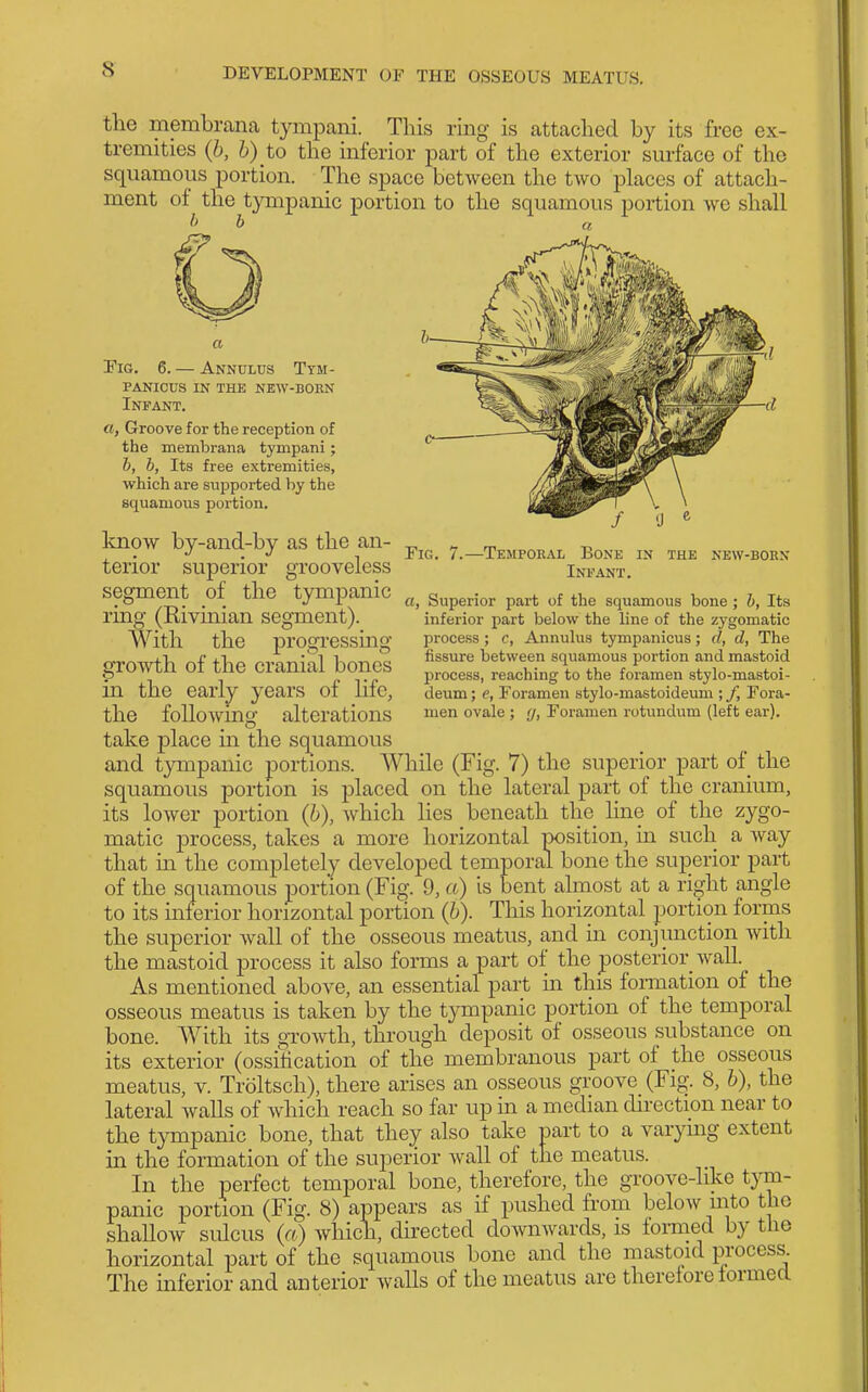 the membrana tympani. This ring is attached by its free ex- tremities {h, 6) to the inferior part of the exterior surface of the squamous portion. The space between the two places of attach- ment of the tympanic portion to the squamous portion we shall I) b 'Fig. 6. — Annulus Ttm- panicus in the new-born Infant. a, Groove for the reception of the membrana tympani; b, b, Its free extremities, which are supported by the squamous portion. loiow by-and-by as the an- -r, - m -a ^ . J .J ^ Fig. 7.—Temporal Bone in the new-born tenor superior grooveless Infant. segment of the tympanic „^ g^^^^j^^ „f ^^^^^^^^ nn<^ (Kivmian segment). inferior part below the line of the zygomatic With the progressing process ; c, Annulus tympanicus; d, d, The o-rnwtb of thp prnni'nl hnnos between squamous portion and mastoid gromn OI t,ne Cianiai OOneS process, reaching to the foramen stylo-mastoi- m the early years OI llie, deum; e, Foramen stylo-mastoideum ; /, Fora- the foUowino- alterations len ovale ; y, Foramen rotundum (left ear). take place in the squamous and tympanic portions. ^Vhile (Fig. 7) the superior part of the squamous portion is placed on the lateral part of the cranium, its lower portion (h), which lies beneath the hne of the zygo- matic process, takes a more horizontal position, in such a way that in the completely developed temporal bone the superior part of the squamous portion (Fig. 9, a) is bent almost at a right angle to its inferior horizontal portion (6). This horizontal portion forms the superior wall of the osseous meatus, and in conjunction with the mastoid process it also forms a part of the posterior wall. As mentioned above, an essential part m this foimation of the osseous meatus is taken by the tympanic portion of the temporal bone. With its groAvth, through deposit of osseous substance on its exterior (ossihcation of the membranous part of the osseous meatus, v. Troltsch), there arises an osseous groove (Fig. 8, h), the lateral walls of which reach so far up in a median direction near to the tympanic bone, that they also take part to a varymg extent in the formation of the superior wall of the meatus. In the perfect temporal bone, therefore, the groove-like tym- panic portion (Fig. 8) appears as if pushed from below into the shallow sulcus (a) which, directed downwards, is formed by the horizontal part of the squamous bone and the mastoid process. The mferior and anterior walls of the meatus are therefore lormed