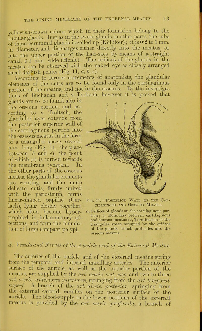 ycllowisli-brown colour, wliicli in tlieir formation belong to tlie tubular glands. Just as in the sweat-glands in other parts, the tube of these°ceruminal glands is coiled up (Kolliker); it is 0-2 to 1 mm. in diameter, and discharges either directly into the meatus, or into the upper portion of the hair-sacs by means of a straight canal, 01 mm. wide (Henle). The orifices of the glands in the meatus can be observed with the naked eye as closely arranged small darkish points (Fig. 11, a, b, c). Accordmo- to former statements of anatomists, the glandular elements of the cutis are to be found only in the cartilaginous portion of the meatus, and not in the osseous. By the investiga- tions of Buchanan and v. Troltsch, however, it is proved that glands are to be found also in the osseous portion, and ac- cording to V. Troltsch, the glandular layer extends from the posterior superior wall of the cartilaginous portion into the osseous meatus in the form of a triangular space, several mm. long (Fig. 11, the place between h and c), the pomt of which (c) is turned towards the membrana tympani. In the other parts of the osseous meatus the glandular elements are wantins;', and the more delicate cutis, firmly united with the periosteum, forms Imear-shaped papillas (Ger- lach), lymg closely together, which often become hyper- trophied in inflammatory af- fections, and form the founda- tion of large compact polypi. Fig. 11.—PosTEKiOR Wall op the Cah- TILAGINODS AND OsSEOUS MEATUS. a, Orifices of glands on the cartilaginous por- tion ; h, Boundary between cartilaginous and osseous meatus; c, Termination of the triangular space occupied by the orifices of the glands, which protrudes into the osseous meatus. d. Vessels and Nerves of the Auricle and of the External Meatus. The arteries of the auricle and of the external meatus spring from the temporal and internal maxillary arteries. The anterior surface of the auricle, as well as the exterior portion of the meatus, are supplied by the art. auric, ant. sup. and two to three art. auric, anteriores inferiores, springing from the art. temporal, superf. A branch of the art. auric, posterior, springing from the_ external carotid, ramifies on the posterior surface of the auricle. _ The blood-supply to the lower portions of the external meatus is provided by the art. auric, profunda, a branch of