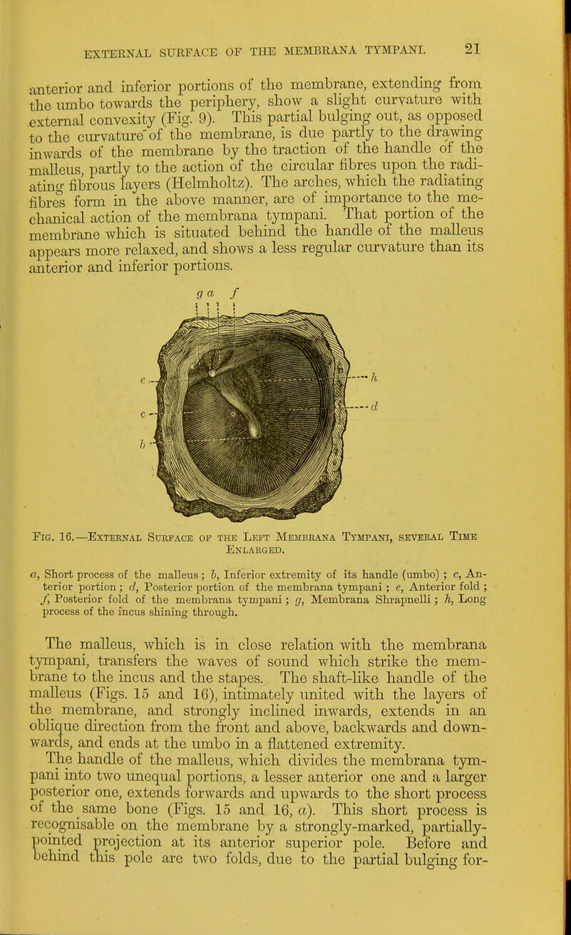 anterior and inferior portions of the membrane, extending from the umbo towards the periphery, show a sHght curvature with external convexity (Fig. 9). This partial bulging out, as opposed to the curvature'of the membrane, is due partly to the drawmg inwards of the membrane by the traction of the handle of the malleus, partly to the action of the circular fibres upon the radi- ating fibrous layers (Helmholtz). The arches, which the radiating fibres form in the above manner, are of importance to the me- chanical action of the membrana tympani. That portion of the membrane which is situated behind the handle of the malleus appears more relaxed, and shows a less regular curvature than its anterior and inferior portions. f7 a / ill S Fig. 16.—External Surface op the Left Membrana Tympani, several Time Enlarged. «, Short process of the malleus ; b, Inferior extremity of its handle (umbo) ; c, An- terior portion ; d, Posterior portion of the membrana tympani ; e. Anterior fold ; J] Posterior fold of the membrana tympani; g, Membrana Shrapnelli; h, Long process of the incus shining through. The malleus, which is in close relation with the membrana tympani, transfers the waves of sound which strike the mem- brane to the incus and the stapes. The shaft-like handle of the malleus (Figs. 15 and 16), intimately united with the layers of the_ membrane, and strongly inclined inwards, extends in an oblique du-ection from the front and above, backwards and down- wards, and ends at the umbo in a flattened extremity. The handle of the malleus, which divides the membrana tym- pani into two unequal portions, a lesser anterior one and a larger posterior one, extends forwards and upwards to the short process of the same bone (Figs. 15 and 16, a). This short process is recognisable on the membrane by a strongly-marked, partially- oiiited projection at its anterior superior pole. Before and ehind this pole are two folds, due to the partial bulging for-