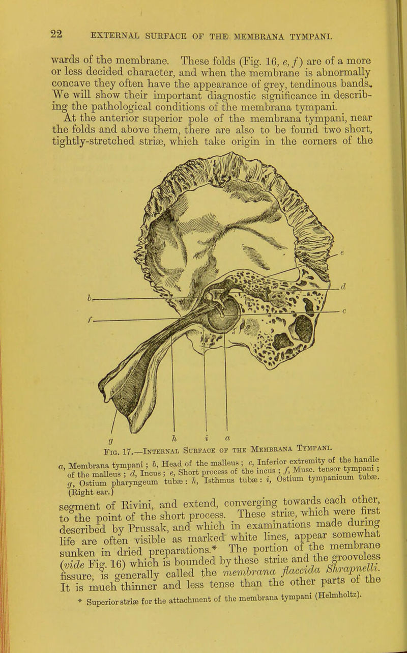 wards of the membrane. These folds (Fig. 16, c, /) are of a more or less decided character, and when the membrane is abnormally concave they often have the appearance of grey, tendinous bands, We will show their important diagnostic significance in describ- ing the pathological conditions of the mcmbrana tympani. At the anterior superior pole of the membrana tympani, near the folds and above them, there are also to be found two short, tightly-stretched striae, which take origin in the corners of the Fig. 17.—Internal Surface op the Membrana Tympani. a, Membrana tympani; b, Head of the malleus ■ c, .I^f^^f^g^f ^^^^^^^ of fhf malleus • d Incus ; e, Short process of the mcus ; /, Muse, tensor tympam , rS'tSm pLryngeum tute : h, Isthmus tub.: i, Ostium tympamcum tub^e. (ilightear.) segment of Kivini, and extend, converging towards each othei% to^e point of the short process. These struB, Avhich were first described by Prussak, and^ which in examinations made durmg Sfe are often visible as marked white lines, appear somewhat suXn in ted preparations.* The portion of the membrane S Fi- 16) whic^h is bounded by these stride and the grooveless SreX gener.ny called the ie.^hrana Mc^da Sh^^^^^ It is much thinner and less tense than the other parts ot the * Superiorstri^ for the attachment of the membrana tympani (Helmholtz).