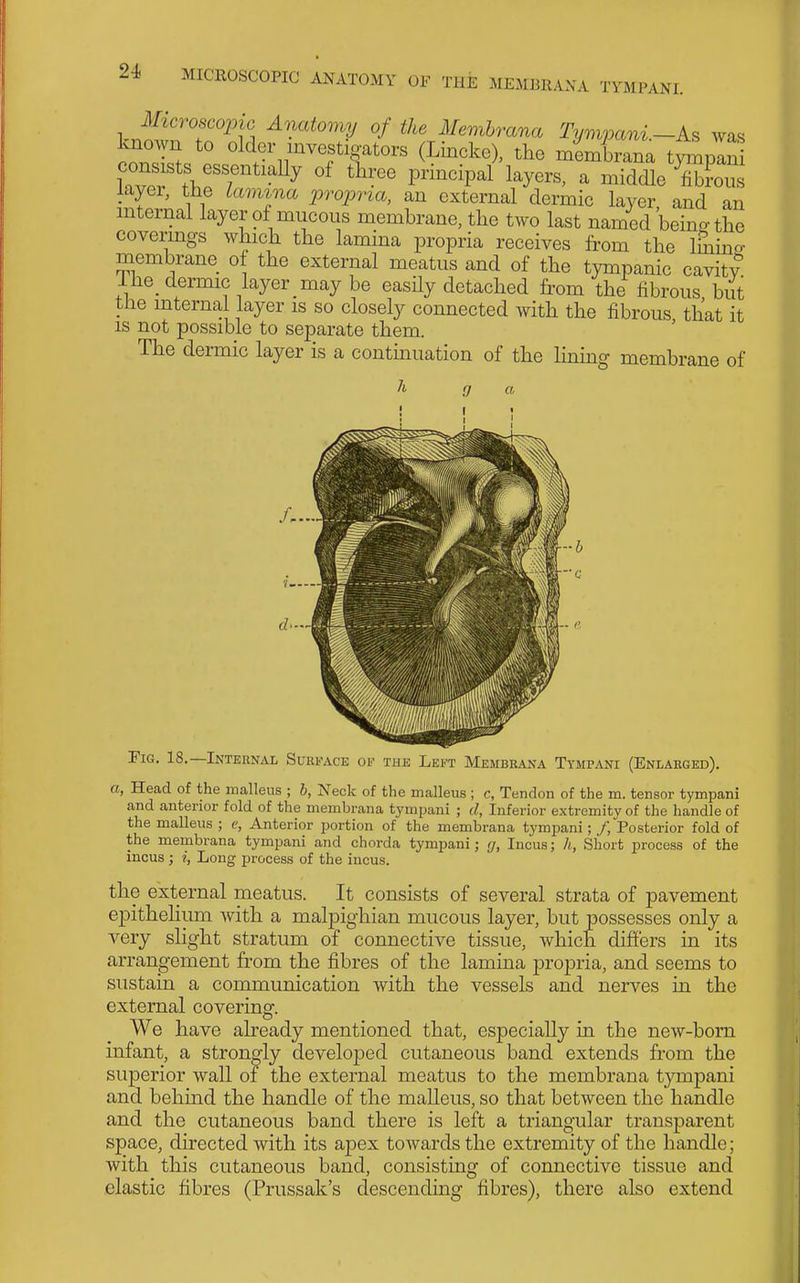 TYMPANI. known to older investio-ators (Lincke), the membrana tvmDani consists essentiaUy of tlree principal layers, a nSe Sot^ layer, the lamina propria, an external dermic layer, and an mternal layer of mucous membrane, the two last named beino-the covermgs which the lamina propria receives from the Ihiino- membrane of the external meatus and of the tympanic cavity ihe dermic layer may be easily detached from the fibrous but the mternal layer is so closely connected with the fibrous, that it is not possible to sej)arate them. The dermic layer is a contuiuation of the lining membrane of Tig. 18.—Internal Surface of the Left Membrana Ttmpani (Enlarged). a, Head of the malleus ; b, Neck of the malleus ; c, Tendon of the m. tensor tympani and anterior fold of the membrana tympani ; d. Inferior extremity of the handle of the malleus ; c, Anterior portion of the membrana tympani; /, Posterior fold of the membrana tympani and chorda tymimni; g. Incus; h, Short process of the incus ; i, Long process of the incus. the external meatus. It consists of several strata of pavement epithelium with a malpighian mucous layer, but jsossesses only a very slight stratum of connective tissue, which differs in its arrangement from the fibres of the lamina propria, and seems to sustain a communication with the vessels and nerves in the external covering. We have already mentioned that, especially in the new-bom infant, a strongly developed cutaneous band extends from the superior wall of the external meatus to the membrana tympani and behind the handle of the malleus, so that between the handle and the cutaneous band there is left a triangular transparent sj)ace, directed with its apex towards the extremity of the handle; with this cutaneous band, consisting of connective tissue and elastic fibres (Prussak's descending fibres), there also extend