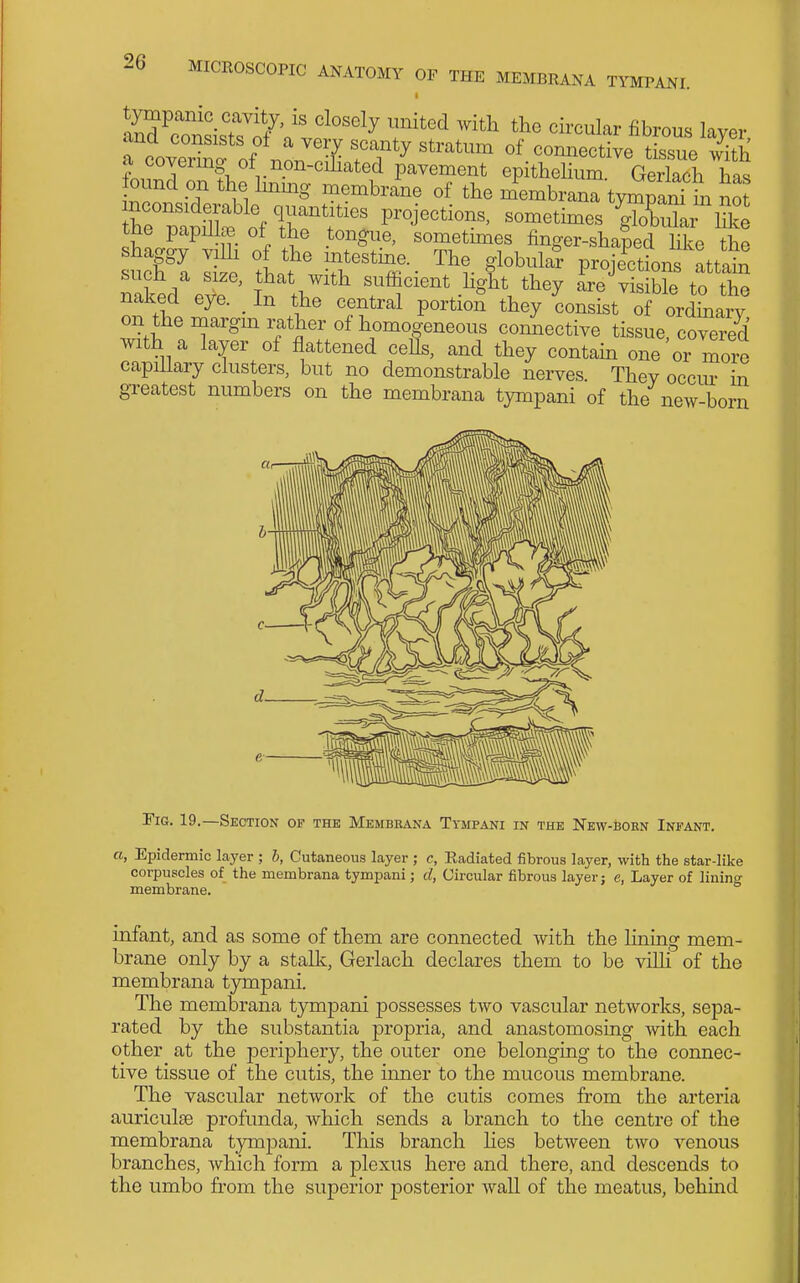 • ? /'''^^ the Circular fibrous layer and consists of a very scanty stratum of connective t ss^e S a covering of non-ciHated pavement epitheUum GeXch ^^^^^ found on the Immg membrane of the membrana tympanHn no? ^e mnS^^^^^^ projections, sometimes ^bX ^ke tne papillffi of the tongue, sometunes finffer-shaned lilcP tbo shaggy vilh of the intestme. The gbbulaf prS naked'e^' I'nV^ efficient hg^t they a're^isiWe to the naked eye. _ In the central portion they consist of ordinary on the margm rather of homogeneous connective tissue covered mth a layer of flattened ceUs, and they contain one or more capillary clusters, but no demonstrable nerves They occm- in gTeatest numbers on the membrana tympani of the new-born Tig. 19.—Section of the Membkana Tympani in the NEw-feoEN Infant. a, Epidermic layer ; b, Cutaneous layer ; c, Radiated fibrous layer, with the star-like corpuscles of the membrana tympani; d, Circular fibrous layer; e, Layer of lining membrane. infant, and as some of them are connected with the lining mem- brane only by a stallc, Gerlach declares them to be villi of the membrana tympani. The membrana tympani possesses two vascular networks, sepa- rated by the substantia propria, and anastomosing with each other at the periphery, the outer one belonging to the connec- tive tissue of the cutis, the inner to the mucous membrane. The vascular network of the cutis comes from the arteria auriculae profunda, which sends a branch to the centre of the membrana tympani. This branch Hes between two venous branches, which form a plexus here and there, and descends to the umbo from the superior posterior wall of the meatus, behmd
