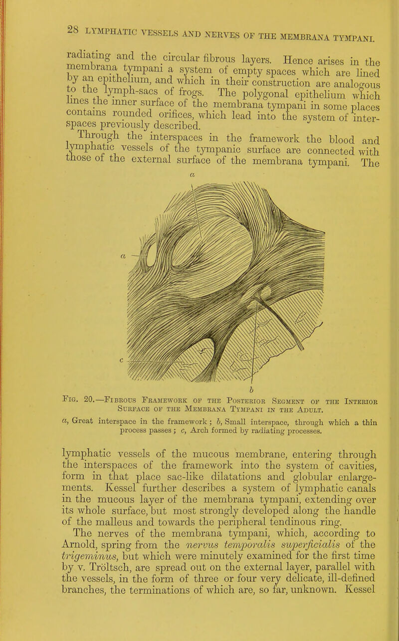 radiating and the circular fibrous layers. Hence arises in the membrana tympani a system of empty spaces which are lined by an emthelmm, and wtich in theh'construction are anlgous hwl fl -^Wl^-^^^^, °f fr%^f- The polygonal epithelium which Imes the mner surface of the membrana tympani m some places contams rounded orifices, which lead into the system of inter- spaces previously described. Through the interspaces m the framework the blood and lymphatic vessels of the tympanic surface are connected with those of the external surface of the membrana tympani. The Fig. 20.—Fibeous Framework of the Posterior Segment op the Interior Surface of the Membrana Tympani in the Adult. a, Great interspace in the framework; h, Small inter.9pace, through which a thin process passes ; c, Arch formed by radiating processes. lymj)hatic vessels of the mucous membrane, entering through the mterspaces of the framework into the system of cavities, form in that place sac-like dilatations and globular enlarge- ments. Kessel further describes a system of lymphatic canals in the mucous layer of the membrana tympani, extending over its whole surface, but most strongly developed along the handle of the malleus and towards the peripheral tendinous ring. The nerves of the membrana tympani, which, according to Arnold, spring from the nervus temporalis svuperjicialis of the trigeminus, but which were minutely examined for the first time by V. Troltsch, are spread out on the external layer, parallel with the vessels, in the form of three or four very delicate, ill-defined branches, the terminations of which are, so far, unknown. Kessel