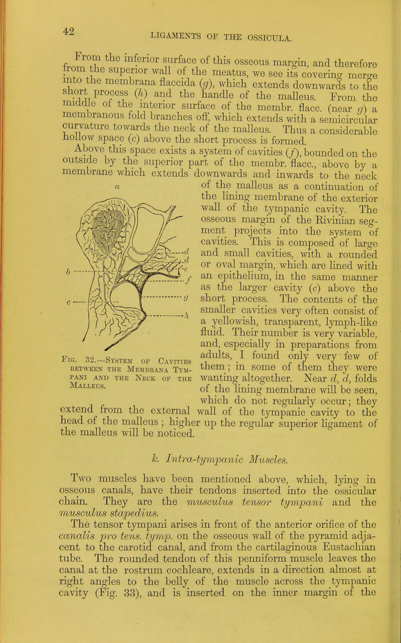 LIGAMENTS OF THE OSSICULA. a fro^X °' surface of this osseous margin, and therefore W^.l ^T°' '^f see its covering merge mto the membrana flaccicla (,7), which extends downwards to tSe short process (A) and the handle of the malleus. From the middle ot the interior surface of the membr. flacc. (near q) a membranous fold branches off, which extends with a semichcular curvature towards the neck of the malleus. Thus a considerable noliow space (c) above the short process is formed. Above this space exists a system of cavities (/), bounded on the outside by the superior part of the membr. 'flacc, above by a membrane which extends downwards and inwards to the neck of the malleus as a contmuation of the lining membrane of the exterior wall of the tympanic cavity. The osseous margin of the Kivinian seg- ment projects into the system of cavities. This is composed of large and small cavities, with a rounded or oval margin, which are lined with an epithelium, in the same manner as the larger cavity (c) above the short process. The contents of the smaller cavities very often consist of a yellowish, transparent, lymph-hke fluid. Their number is very variable, and, especially in preparations from adults, I found only very few of them; in some of them they were wanting altogether. Near d, d, folds of the lining membrane will be seen, which do not regularly occur; they v..vuv-xx^ xxuixj. Liic uAuunuu wall of the tympanic cavity to the head of the malleus ; higher up the regular superior hgament of the malleus will be noticed. c — Fig. 32.—Systej[ of Cavities BETWEEN THE MkmBR.4NA TyM- PANI AND THE NecK OF THE Malleus. extend from the external h. Intra-tympanic Muscles. Two muscles have been mentioned above, which, lying in osseous canals, have their tendons inserted into the ossicular chain. They are the onusculus tensor tympani and the musculus stapedius. The tensor tympani arises in front of the anterior orifice of the cancdis pro tens, tyvip. on the osseous wall of the pyramid adja- cent to the carotid canal, and from the cartilaginous Eustachian tube. The rounded tendon of this penniform muscle leaves the canal at the rostrum cochleare, extends in a direction almost at right angles to the belly of the muscle across the tympanic cavity (Fig. 33), and is inserted on the inner margm ol the