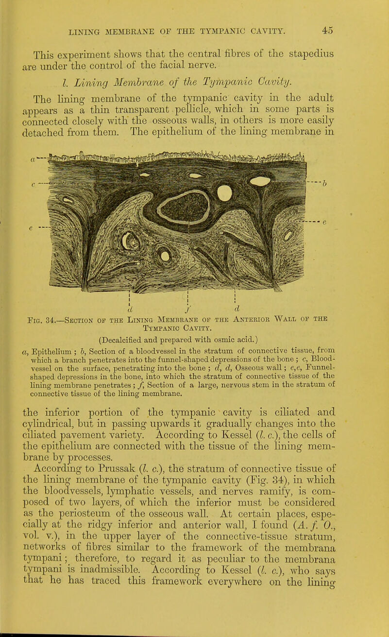 This experiment shows that the central fibres of the stapedius are under the control of the facial nerve. I. Lining Membrane of the Tympanic Cavity. The hning membrane of the tympanic cavity in the adult appears as a thin transparent pellicle, which in some parts is connected closely with the osseous walls, m others is more easily detached from them. The epithelium of the hnmg membrane in Fig. 34.—Section of the Lining Membeane of the Anterior Wall of the Tympanic Cavity. (Decalcified and prepared with osmic acid.) a, Epithelium ; h, Section of a bloodvessel in the stratum of connective tissue, from which a branch penetrates into the funnel-shaped depressions of the bone ; c, Blood- vessel on the surface, penetrating into the bone ; d, d, Osseous wall; e,e, Funnel- shaped depressions in the bone, into which the stratum of connective tissue of the lining membrane penetrates ; /, Section of a large, nervous stem in the stratum of connective tissue of the lining membrane. the inferior portion of the tympanic cavity is cihated and cylindrical, but in passing upwards it gradually changes mto the ciliated pavement variety. According to Kessel (I. c), the cells of the epithelium are connected with the tissue of the linmg mem- brane by processes. Accordmg to Prussak (I. c), the stratum of connective tissue of the lining membrane of the tympanic cavity (Fig. 34), in which the bloodvessels, lymphatic vessels, and nerves ramify, is com- posed of two layers, of which the inferior must be considered as the periosteum of the osseous wall. At certain places, espe- cially at the ridgy inferior and anterior wall, I found {A. f. 0., vol. v.), in the upper layer of the connective-tissue stratum, networks of fibres similar to the framework of the membrana tjmapani ;^ therefore, to regard it as peculiar to the membrana tympani is inadmissible. According to Kessel c), who says that he has traced this framework everywhere on the liniuo-