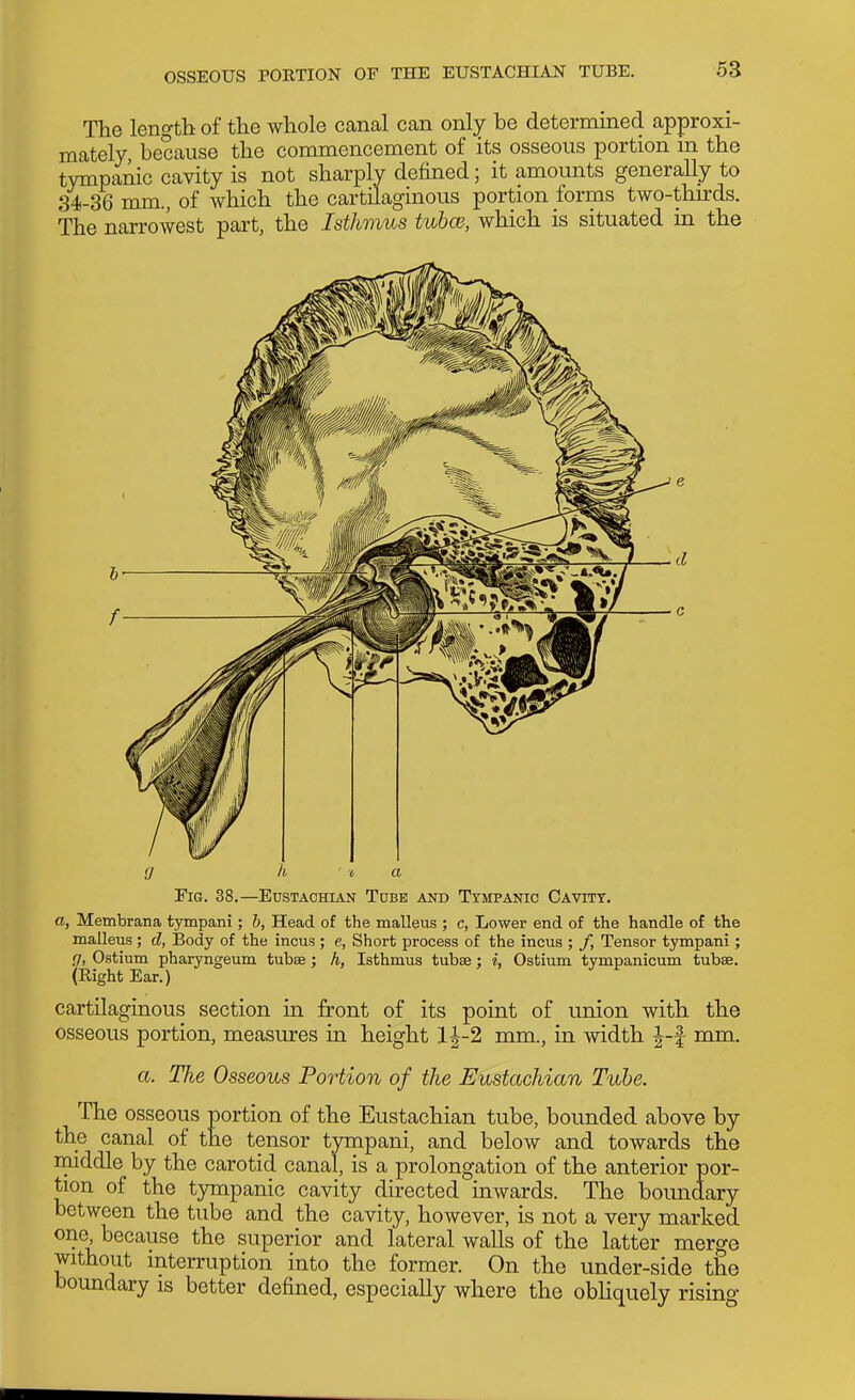 The length, of the whole canal can only be deternuned approxi- mately because the commencement of its osseous portion in the tympanic cavity is not sharply defined; it amounts generally to 34-36 mm., of which the cartilaginous portion forms two-thirds. The narrowest part, the Isthmus tubce, which is situated in the e d c h ' t a Fig. 38.—EusTACHLiN Tube and Tympanic Cavity. a, Membrana tympani; h, Head of the malleus ; c, Lower end of the handle of the malleus; d, Body of the incus; e, Short process of the incus ; /, Tensor tympani; .7, Ostium pharyngeum tubae; h, Isthmus tubse; I, Ostium tympanicum tubae. (Right Ear.) cartilaginous section in front of its point of union with the osseous portion, measures in height lJ-2 mm., in width |-| mm. a. The Osseous Portion of the Eustachian Tube. The osseous portion of the Eustachian tube, bounded above by the canal of the tensor tympani, and below and towards the middle by the carotid canal, is a prolongation of the anterior por- tion of the tympanic cavity directed inwards. The boundary between the tube and the cavity, however, is not a very marked one because the superior and lateral walls of the latter merge without interruption into the former. On the under-side the boundary is better defined, especially where the obhquely rising