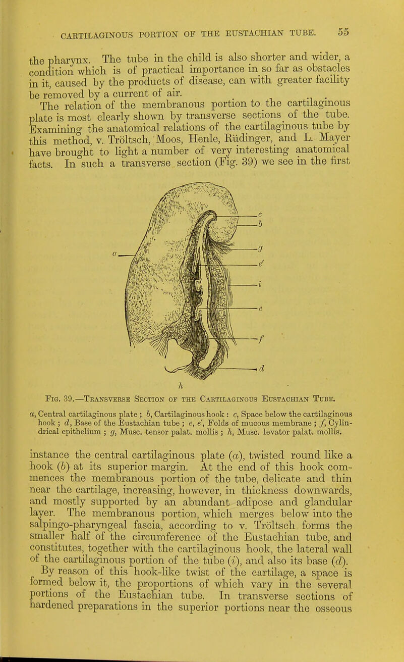 the pharynx. The tube in the child is also shorter and wider, a condition which is of practical importance in so far as obstacles m it, caused by the products o^ disease, can with greater faciUty be removed by a current of ah. _ The relation of the membranous portion to the cartilaginous plate is most clearly shown by transverse sections _ of the tube. Examinmg the anatomical relations of the cartilaginous tube by this method, v. Troltsch, Moos, Henle, Kliduiger, and L. Mayer have brought to hght a number of very interesting anatomical facts. In such a transverse section (Fig. 39) we see in the first h EiG. 39.—Transverse Section of the Cartilaginous Eustachian Tube. a, Central cartilaginous plate ; h, Cartilaginous hook : c, Space below the cartilaginous hook ; d, Base of the Eustachian tube ; e, e, Folds of mucous membrane ; /, Cylin- drical epithelium ; g, Muse, tensor palat. mollis ; h, Muse, levator palat. mollis. instance the central cartilaginous plate (a), twisted round like a hook (6) at its superior margin. At the end of this hook com- mences the membranous portion of the tube, delicate and thin near the cartilage, increasing, however, in thickness downwards, and mostly supported by an abundant adipose and glandular layer. The membranous portion, which merges below into the salpingo-pharyngeal fascia, according to v. Troltsch forms the smaller half of the circumference of the Eustachian tube, and constitutes, together with the cartilaginous hook, the lateral wall of the cartilaginous portion of the tube (i), and also its base (d). By reason of this hook-like twist of the cartilage, a space is formed below it, the proportions of which vary in the several ortions of the Eustachian tube. In transverse sections of ardened preparations in the superior portions near the osseous