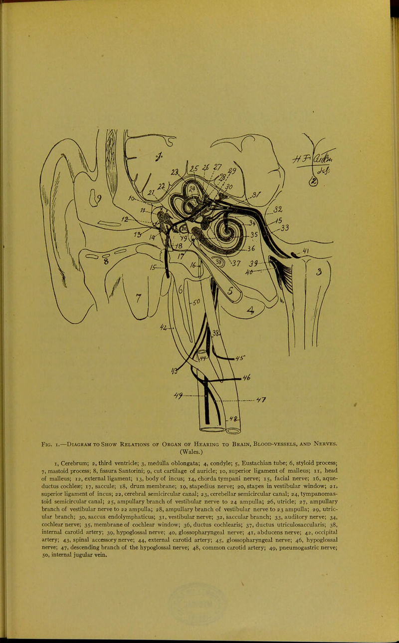 ■ Fig. t.—Diagram to Show Relations of Organ of Hearing to Brain, Blood-vessels, and Nerves. (Wales.) i, Cerebrum; 2, third ventricle; 3, medulla oblongata; 4, condyle; 5, Eustachian tube; 6, styloid process; 7, mastoid process; 8, fissura Santorini; 9, cut cartilage of auricle; 10, superior ligament of malleus; 11, head of malleus; 12, external ligament; 13, body of incus; 14, chorda tympani nerve; 15, facial nerve; 16, aque- ductus cochlea;; 17, saccule; 18, drum membrane; 19, stapedius nerve; 20, stapes in vestibular window; 21, superior ligament of incus; 22, cerebral semicircular canal; 23, cerebellar semicircular canal; 24, tympanomas- toid semicircular canal; 25, ampullary branch of vestibular nerve to 24 ampulla; 26, utricle; 27, ampullary branch of vestibular nerve to 22 ampulla; 28, ampullary branch of vestibular nerve to 23 ampulla; 29, utric- ular branch; 30, saccus endolymphaticus; 31, vestibular nerve; 32, saccular branch; 33, auditory nerve; 34, cochlear nerve; 35, membrane of cochlear window; 36, ductus cochlearis; 37, ductus utriculosaccularis; 38, internal carotid artery; 39, hypoglossal nerve; 40, glossopharyngeal nerve; 41, abducens nerve; 42, occipital artery; 43, spinal accessory nerve; 44, external carotid artery; 45, glossopharyngeal nerve; 46, hypoglossal nerve; 47, descending branch of the hypoglossal nerve; 48, common carotid artery; 49, pneumogastric nerve; 50, internal jugular vein.