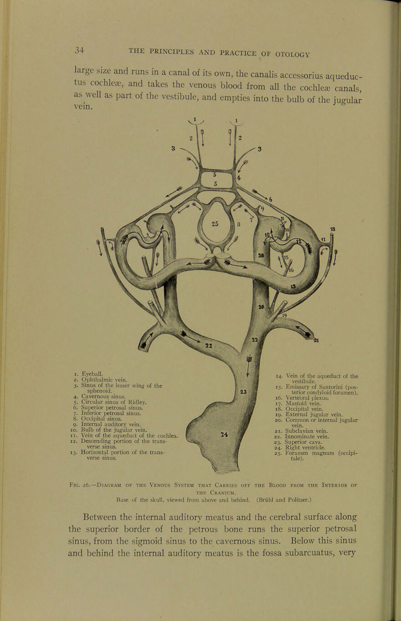 large size and runs in a canal of its own, the canalis acccssorius aqueduc- tus cochleae, and takes the venous blood from all the cochlea, canals, as well as part of the vestibule, and empties into the bulb of the jugular vein. 1. Eyeball. 2. Ophthalmic vein. 3. Sinus of the lesser wing of the sphenoid. 4. Cavernous sinus. 5. Circular sinus of Ridley. 6. Superior petrosal sinus. 7. Inferior petrosal sinus. 8. Occipital sinus. 9. Internal auditory vein. 10. Bulb of the jugular vein. 11. Vein of the aqueduct of the cochlea. 12. Descending portion of the trans- verse sinus. 13. Horizontal portion of the trans- verse sinus. 14. Vein of the aqueduct of the vestibule. 15. Emissary of Santorini (pos- terior condyloid foramen). 16. Vertebral plexus. 17. Mastoid vein. 18. Occipital vein. 19. External jugular vein. 20. Common or internal jugular vein. 21. Subclavian vein. 22. Innominate vein. 23. Superior cava. 24. Right ventricle. 25. Foramen magnum (occipi- tale). Fic. 26.—Diagram of the Venous System that Carries off the Blood from the Interior of the Cranium. Base of the skull, viewed from above and behind. (Briihl and Politzer.) Between the internal auditory meatus and the cerebral surface along the superior border of the petrous bone runs the superior petrosal sinus, from the sigmoid sinus to the cavernous sinus. Below this sinus and behind the internal auditory meatus is the fossa subarcuatus, very