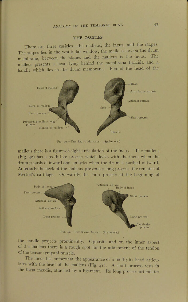 THE OSSICLES There are three ossicles—the malleus, the incus, and the stapes. The stapes lies in the vestibular window, the malleus lies on the drum membrane; between the stapes and the malleus is the incus. The malleus presents a head lying behind the membrana flaccida and a handle which lies in the drum membrane. Behind the head of the Fig. 40.—The Right Malleus. (Spalteholz.) malleus there is a figure-of-eight articulation of the incus. The malleus (Fig. 40) has a tooth-like process which locks with the incus when the drum is pushed inward and unlocks when the drum is pushed outward. Anteriorly the neck of the malleus presents a long process, the remains of Meckel's cartilage. Outwardly the short process at the beginning of Short Fig. 41—The Right Incus. (Spalteholz.) the handle projects prominently. Opposite and on the inner aspect of the malleus there is a rough spot for the attachment of the tendon of the tensor tympani muscle. The incus has somewhat the appearance of a tooth; its head articu- lates with the head of the malleus (Fig. 41). A short process rests in the fossa incudis, attached by a ligament. Its long process articulates