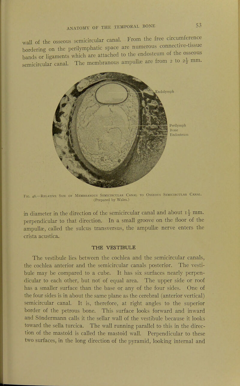 wall of the osseous semicircular canal. From the free circumference bordering on the perilymphatic space are numerous connective-tissue bands or ligaments which are attached to the endosteum of the osseous semicircular canal. The membranous ampullae arc from 2 to 2^ mm. Endolymph Perilymph Bone Endosti'uin Fig. 48—Relative Size of Membranous Semicircular Canal to Osseous Semicircular Canal. (Prepared by Wales.) in diameter in the direction of the semicircular canal and about 1^ mm. perpendicular to that direction. In a small groove on the floor of the ampullae, called the sulcus transversus, the ampullae nerve enters the crista acustica. THE VESTIBULE The vestibule lies between the cochlea and the semicircular canals, the cochlea anterior and the semicircular canals posterior. The vesti- bule may be compared to a cube. It has six surfaces nearly perpen- dicular to each other, but not of equal area. The upper side or roof has a smaller surface than the base or any of the four sides. One of the four sides is in about the same plane as the cerebral (anterior vertical) semicircular canal. It is, therefore, at right angles to the superior border of the petrous bone. This surface looks forward and inward and Sondermann calls it the sellar wall of the vestibule because it looks toward the sella turcica. The wall running parallel to this in the direc- tion of the mastoid is called the mastoid wall. Perpendicular to these two surfaces, in the long direction of the pyramid, looking internal and