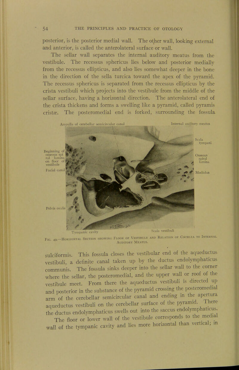 posterior, is the posterior medial wall. The other wall, looking external and anterior, is called the anterolateral surface or wall. The sellar wall separates the internal auditory meatus from the vestibule. The recessus sphericus lies below and posterior medially from the recessus cllipticus, and also lies somewhat deeper in the bone in the direction of the sella turcica toward the apex of the pyramid. The recessus sphericus is separated from the recessus ellipticus by the crista vestibuli which projects into the vestibule from the middle of the sellar surface, having a horizontal direction. The anterolateral end of the crista thickens and forms a swelling like a pyramid, called pyramis crista?. The posteromedial end is forked, surrounding the fossula Ampulla of cerebellar semicircular canal Internal auditorv meatus Scala tympanL Beginning of osseous spi nil lamina on floor of vestibule Facial canal Pelvis ova lis m Osseous spiral * lamina ^ 40 4E. Modiolus Tympanic cavity Scala vestibuli Fig. 4o.-Horizontal Section SHOWING Floor of Vestibule and Relation of Cochlea to Internal Auditory Meatus. sulciformis. This fossula closes the vestibular end of the aqueductus vestibuli, a definite canal taken up by the ductus endolymphaticus communis. The fossula sinks deeper into the sellar wall to the corner where the sellar, the posteromedial, and the upper wall or roof of the vestibule meet. From there the aqueductus vestibuli is directed up and posterior in the substance of the pyramid crossing the posteromedial arm of the cerebellar semicircular canal and ending in the apertura aqueductus vestibuli on the cerebellar surface of the pyramid. There the ductus endolymphaticus swells out into the saccus endolymphaticus The floor or lower wall of the vestibule corresponds to the mediat wall of the tympanic cavity and lies more horizontal than vertical; in