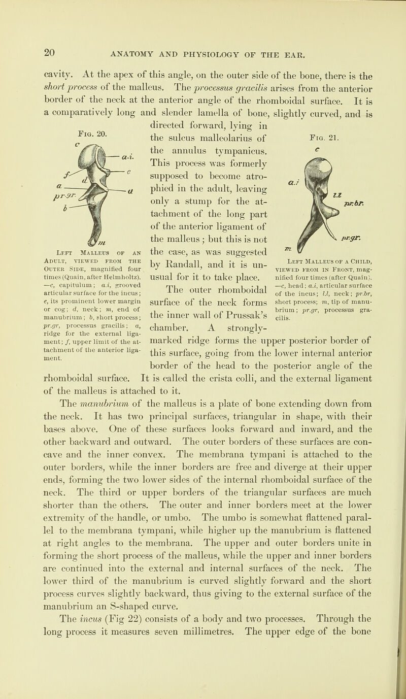 Fig. 20. Fig. 21. cavity. At the apex of this angle, on the outer side of the bone, there is the short process of the malleus. The processus gracilis arises from the anterior border of the neck at the anterior angle of the rhomboidal surface. It is a comparatively long and slender lamella of bone, slightly curved, and is directed forward, lying in the sulcus malleolarius of the annulus tympanicus. This process was formerly supposed to become atro¬ phied in the adult, leaving only a stump for the at¬ tachment of the long part of the anterior ligament of the malleus ; but this is not the case, as was suggested by Randall, and it is un¬ usual for it to take place. The outer rhomboidal surface of the neck forms the inner wall of Prussak’s chamber. A strongly- marked ridge forms the upper posterior border of this surface, going from the lower internal anterior border of the head to the posterior angle of the rhomboidal surface. It is called the crista colli, and the external ligament of the malleus is attached to it. Left Malleus op an Adult, viewed from the Outer Side, magnified four times (Quain, after Helmholtz). —c, capitulum ; a.i, grooved articular surface for the incus; e, its prominent lower margin or cog; d, neck; m, end of manubrium ; b, short process; pr.gr, processus gracilis; a, ridge for the external liga¬ ment; /, upper limit of the at¬ tachment of the anterior liga¬ ment. Left Malleus of a Child, viewed from in Front, mag¬ nified four times (after Quain). —c, head; a.i, articular surface of the incus; LI, neck; pr.br, short process; m, tip of manu¬ brium ; pr.gr, processus gra¬ cilis. The manubrium of the malleus is a plate of bone extending down from the neck. It has two principal surfaces, triangular in shape, with their bases above. One of these surfaces looks forward and inward, and the other backward and outward. The outer borders of these surfaces are con¬ cave and the inner convex. The membrana tympani is attached to the outer borders, while the inner borders are free and diverge at their upper ends, forming the two lower sides of the internal rhomboidal surface of the neck. The third or upper borders of the triangular surfaces are much shorter than the others. The outer and inner borders meet at the lower extremity of the handle, or umbo. The umbo is somewhat flattened paral¬ lel to the membrana tympani, while higher up the manubrium is flattened at right angles to the membrana. The upper and outer borders unite in forming the short process of the malleus, while the upper and inner borders are continued into the external and internal surfaces of the neck. The lower third of the manubrium is curved slightly forward and the short process curves slightly backward, thus giving to the external surface of the manubrium an S-shaped curve. The incus (Fig 22) consists of a body and two processes. Through the long process it measures seven millimetres. The upper edge of the bone