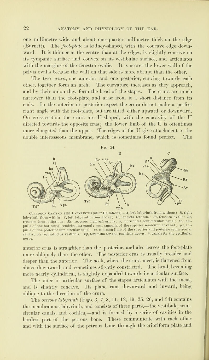 one millimetre wide, and about one-quarter millimetre thick on the edge (Burnett). The foot-plate is kidney-shaped, with the concave edge down¬ ward. It is thinner at the centre than at the edges, is slightly concave on its tympanic surface and convex on its vestibular surface, and articulates with the margins of the fenestra ovalis. It is nearer the lower wall of the pelvis ovalis because the wall on that side is more abrupt than the other. The two crura, one anterior and one posterior, curving towards each other, together form an arch. The curvature increases as they approach, and by their union they form the head of the stapes. The crura are much narrower than the foot-plate, and arise from it a short distance from its ends. In the anterior or posterior aspect the crura do not make a perfect right angle with the foot-plate, but are tilted either upward or downward. On cross-section the crura are U-shaped, with the concavity of the U directed towards the opposite crus; the lower limb of the U is oftentimes more elongated than the upper. The edges of the U give attachment to the double interosseous membrane, which is sometimes found perfect. The Fig. 24. c B Corrosion Casts of the Labyrinths (after Helmholtz).—A, left labyrinth from without; B, right labyrinth from within; C, left labyrinth from above; Fc, fenestra rotunda; Fv, fenestra ovalis; Be, recessus hemi-ellipticus; A’s, recessus hemisphsericus; h, horizontal semicircular canal; ha, am¬ pulla of the horizontal semicircular canal; vaa, ampulla of the superior semicircular canal; vpa, am¬ pulla of the posterior semicircular canal; vc, common limb of the superior and posterior semicircular canals; Av, aquteductus vestibuli; Txf, foramina for the cochlear nerve; *, canals for the vestibular nerve. anterior crus is straighter than the posterior, and also leaves the foot-plate more obliquely than the other. The posterior crus is usually broader and deeper than the anterior. The neck, where the crura meet, is flattened from above downward, and sometimes slightly constricted. The head, becoming more nearly cylindrical, is slightly expanded towards its articular surface. The outer or articular surface of the stapes articulates with the incus, and is slightly concave. Its plane runs downward and inward, being oblique to the direction of the crura. The osseous labyrinth (Figs. 3, 7, 8, 11, 12, 19, 25, 26, and 34) contains the membranous labyrinth, and consists of three parts,—the vestibule, semi¬ circular canals, and cochlea,—and is formed by a series of cavities in the hardest part of the petrous bone. These communicate with each other and with the surface of the petrous bone through the cribriform plate and