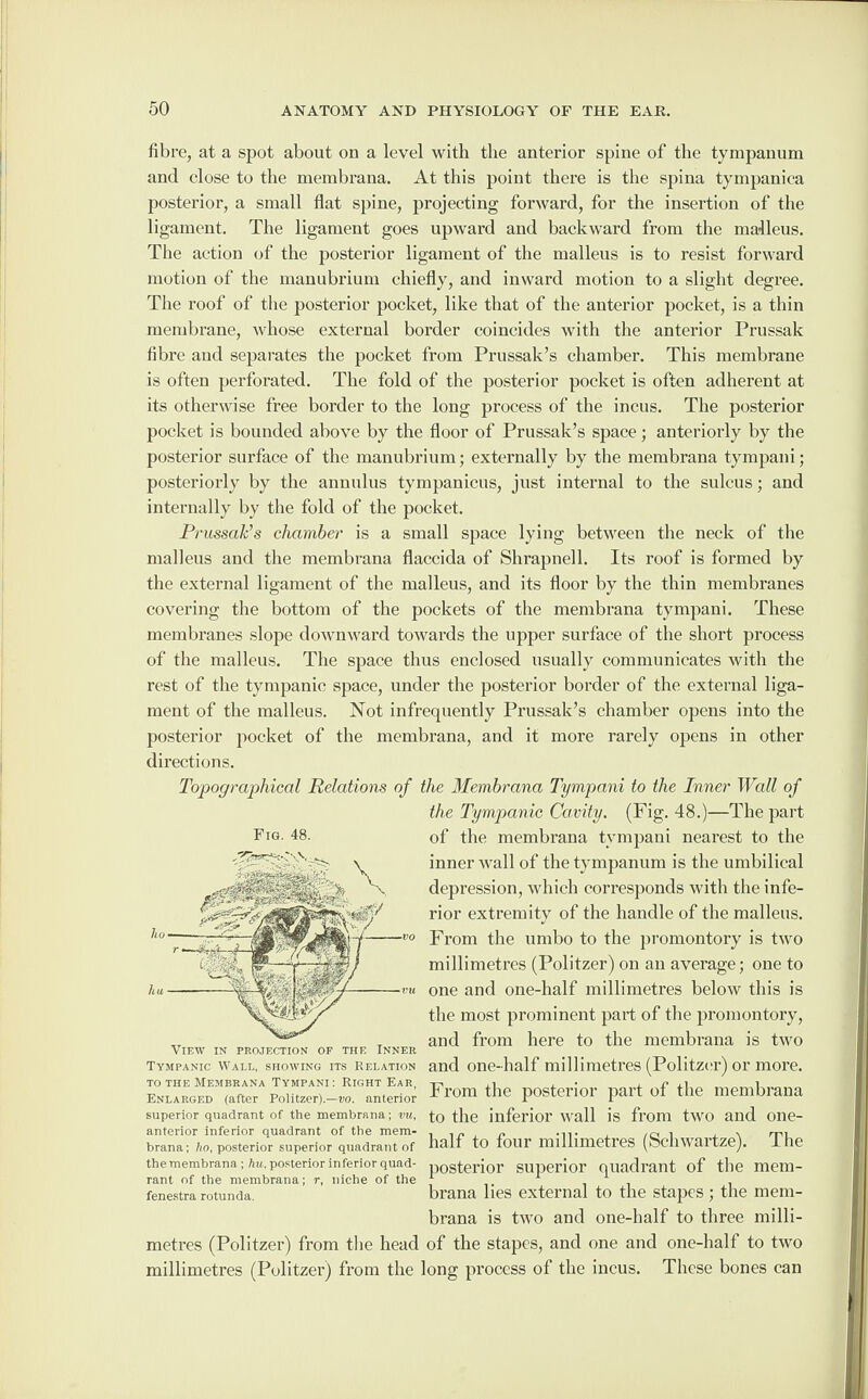 fibre, at a spot about on a level with the anterior spine of the tympanum and close to the membrana. At this point there is the spina tympaniea posterior, a small flat spine, projecting forward, for the insertion of the ligament. The ligament goes upward and backward from the malleus. The action of the posterior ligament of the malleus is to resist forward motion of the manubrium chiefly, and inward motion to a slight degree. The roof of the posterior pocket, like that of the anterior pocket, is a thin membrane, whose external border coincides with the anterior Prussak fibre and separates the pocket from Prussak’s chamber. This membrane is often perforated. The fold of the posterior pocket is often adherent at its otherwise free border to the long process of the incus. The posterior pocket is bounded above by the floor of Prussak’s space; anteriorly by the posterior surface of the manubrium; externally by the membrana tympani; posteriorly by the annulus tympanicus, just internal to the sulcus; and internally by the fold of the pocket. Prussak’s chamber is a small space lying between the neck of the malleus and the membrana flaccida of Shrapnell. Its roof is formed by the external ligament of the malleus, and its floor by the thin membranes covering the bottom of the pockets of the membrana tympani. These membranes slope downward towards the upper surface of the short process of the malleus. The space thus enclosed usually communicates with the rest of the tympanic space, under the posterior border of the external liga¬ ment of the malleus. Not infrequently Prussak’s chamber opens into the posterior pocket of the membrana, and it more rarely opens in other directions. Topographical Relations of the Membrana Tympani to the Inner Wall of the Tympanic Cavity. (Pig. 48.)—The part of the membrana tympani nearest to the inner wall of the tympanum is the umbilical depression, which corresponds with the infe¬ rior extremity of the handle of the malleus. Prom the umbo to the promontory is two millimetres (Politzer) on an average; one to one and one-half millimetres below this is the most prominent part of the promontory, and from here to the membrana is two and one-half millimetres (Politzer) or more. From the posterior part of the membrana to the inferior wall is from two and one- half to four millimetres (Schwartze). The posterior superior quadrant of the mem¬ brana lies external to the stapes; the mem¬ brana is two and one-half to three milli¬ metres (Politzer) from the head of the stapes, and one and one-half to two millimetres (Politzer) from the long process of the incus. These bones can Fig. 48. View in projection of the Inner Tympanic Wall, showing its Relation to the Membrana Tympani: Right Ear, Enlarged (after Politzer).—vo. anterior superior quadrant of the membrana; dm, anterior inferior quadrant of the mem¬ brana; Ao, posterior superior quadrant of the membrana ; Am. posterior inferior quad¬ rant of the membrana; r, niche of the fenestra rotunda.