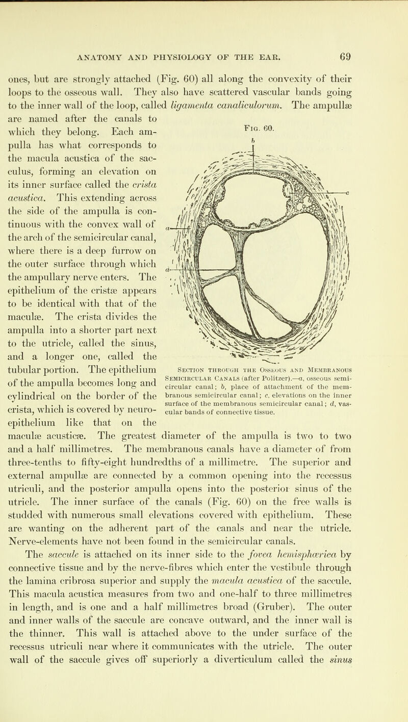 ones, but are strongly attached (Fig. 60) all along the convexity of their loops to the osseous wall. They also have scattered vascular bands going to the inner wall of the loop, called ligamenta canaliculorum. The ampullae are named after the canals to which they belong. Each am¬ pulla has what corresponds to the macula acustica of the sac- eulus, forming an elevation on its inner surface called the crista acustica. This extending across the side of the ampulla is con¬ tinuous with the convex wall of the arch of the semicircular canal, where there is a deep furrow on the outer surface through which the ampullary nerve enters. The epithelium of the cristse appears to be identical with that of the maculae. The crista divides the ampulla into a shorter part next to the utricle, called the sinus, and a longer one, called the tubular portion. The epithelium of the ampulla becomes long and cylindrical on the border of the crista, which is covered by neuro¬ epithelium like that on the maculae acusticae. The greatest diameter of the ampulla is two to two and a half millimetres. The membranous canals have a diameter of from three-tenths to fifty-eight hundredths of a millimetre. The superior and external ampullae are connected by a common opening into the recessus utriculi, and the posterior ampulla opens into the posterior sinus of the utricle. The inner surface of the canals (Fig. 60) on the free walls is studded with numerous small elevations covered with epithelium. These are wanting on the adherent part of the canals and near the utricle. Nerve-elements have not been found in the semicircular canals. The saccule is attached on its inner side to the fovea hemisphcerica by connective tissue and by the nerve-fibres which enter the vestibule through the lamina cribrosa superior and supply the macula acustica of the saccule. This macula acustica measures from two and one-half to three millimetres in length, and is one and a half millimetres broad (Gruber). The outer and inner walls of the saccule are concave outward, and the inner wall is the thinner. This wall is attached above to the under surface of the recessus utriculi near where it communicates with the utricle. The outer wall of the saccule gives off superiorly a diverticulum called the sinus Fio. 60. b Section through the Osseous and Membranous Semicircular Canals (after Politzer).—a, osseous semi¬ circular canal; b, place of attachment of the mem¬ branous semicircular canal; c, elevations on the inner surface of the membranous semicircular canal; d, vas¬ cular bands of connective tissue.