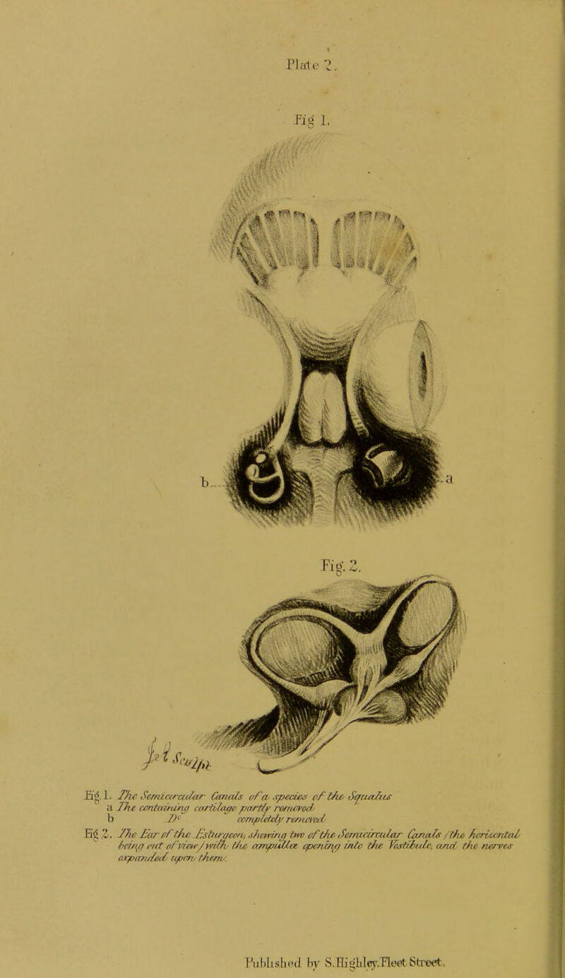 -fig !■ Jig. 1. Thf Semiaradar Canals ofw species of t/ic Squaljt£ a The. cmtawtiru/ cariiloffc partfv rorri/ved' b !)'■ ccmfiicUiy rwnm'cd 2/. jfJie L'arprtfi<: hstntycon, s/icmnff im> oftJie Scrnirimdar Gmal/s t lhe. /icriicntal Sci/uf rut ft/ Fim-/wim- tiw emtpiAUa cpm{/\<j inl^ (he l^tU>u/c. and (Ac nerves Published by S.Highley.Fleet Street,