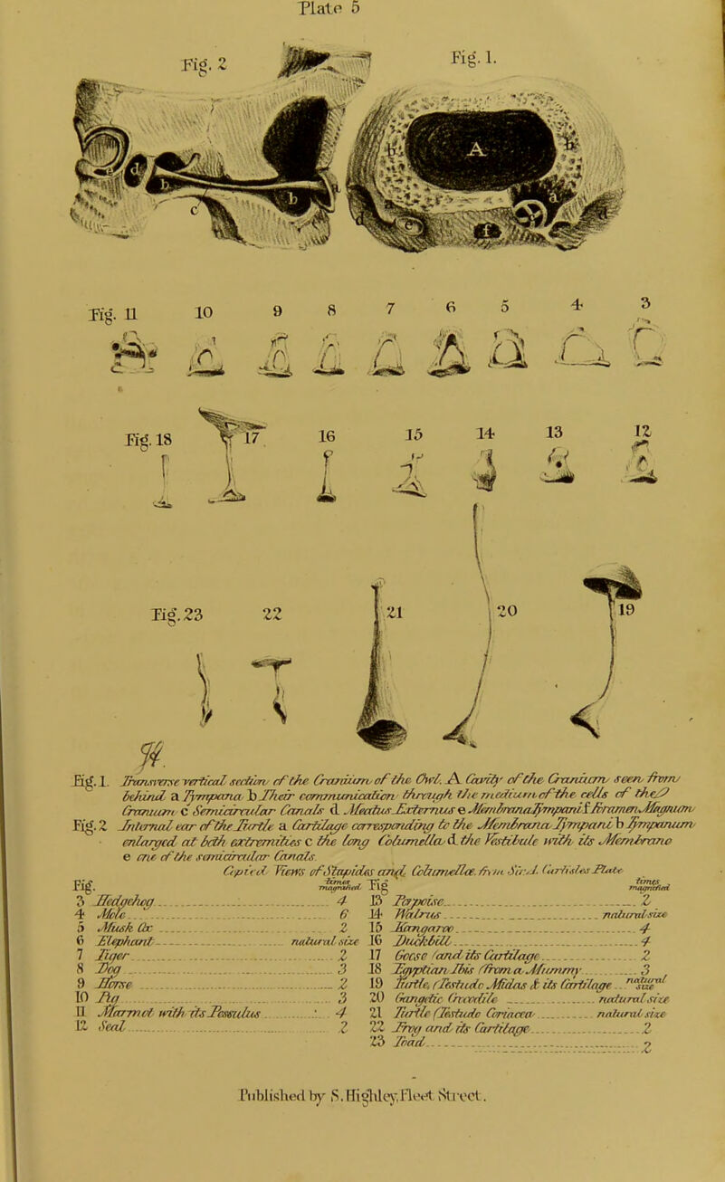 PLalo 5 10 9 8 kL I li li a .Ci 'Q Eg. 18 16 I 15 13 n Tig. 23 22 I 1. Jhmnrrre vertical, serb'my rftfte Gxtnumv oFific Owl. A «/V5^ Orxjuam/ seen, fivr/v bthirul a Tympana l)Thezr rommunuxilwn lAmiah r/ioiiurttofthe ce/Js cf the/P Cntniuni C Semidrcu/ar Cnn^Is d Mec(iusJijcijnTiusQJlmif/mna^^pcmii3mmen^Mt0/u(my fig. 2 Jnlirnal ear oflheJjtrtlr a GxrHla^e corrvspmdmg ti t/10 J/e/rtlnmcv Tympard b J^rr^anunv enlarged at ixfh e^tremitus c the ton^ CoiumMo'd. the J^stibule aS- Memirano e «7« </64* saruarci/lar Crtnals Ctpr't ii TTefK fffStaf/idc\S cm(ili CabtniyeHce.&t iii Sir^J- Cariislail'latf, ?4. 3 McUfchcg 4 J3 4 6 J4 5 JfiuskQK Z 15 6 £l€phani> naturvilsut 16 7 7/^^^/- 2 17 8 _ : 3 18 9 _ Z 19 TO Jiff 3 20 U Jakrmof'mtfi tfsJ'mulus 4 21 12 2- ZZ 23 FapoL^c. Z fm/rns Ttabcralsbce JUbmgarpp 4- Diickbill 'f Gocse fond ifs Carizlage Z j^vptia/i.Jbitt ('/homtvJfit/mny 3 mkfe, cTfsticdc JGdas Jt iis Grrtifoffe (nin^iit (mvdtVc natural she Jitrtle fMrfudc Coriacea' nabtmisix^ Jrm/ anditt Guiitagc ..Z Toad, o Publishedbj' S.ffi°hkyflot^ Sti'cct.
