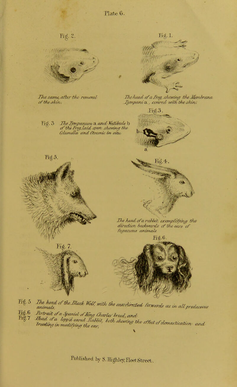 Plate 6. Pig.l. JTie safne. cc/ber the rtnumil' J'^npanvB.., cct'cred/ mt/i thefSkin/. Fid. 3. Pig. 3 Tfu2}7npanian/^(md l^liiule \i \i, (fifiilTV^.laid open-, sfmrntij tit£' ' ' (ctumeOM' caul Otoccnvc uv siUo ~^ Tig.5. Pig.l'. JTieheadcfarahbif/, oKemplc^i^ th& dir-edicn backunnLv iffAcetirs of /iic/actaM anirnaZs fig. 6. Kg. 7. Published by S.nigWevrFlwtStreet.