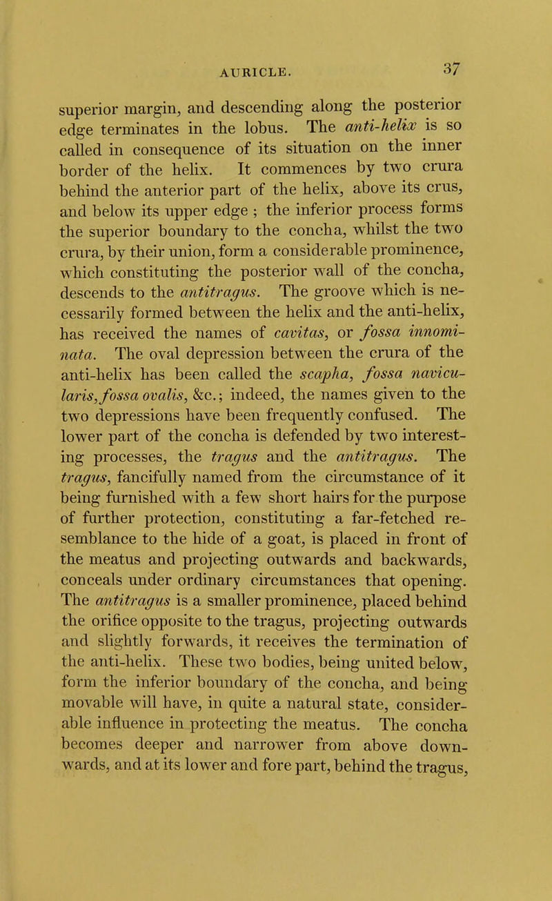 superior margin, and descending along the posterior edge terminates in the lobus. The anti-helix is so called in consequence of its situation on the inner border of the helix. It commences by two crura behind the anterior part of the helix, above its crus, and below its upper edge ; the inferior process forms the superior boundary to the concha, whilst the two crura, by their union, form a considerable prominence, which constituting the posterior wall of the concha, descends to the mititragus. The groove which is ne- cessarily formed between the helix and the anti-helix, has received the names of cavitas, or fossa innomi- nata. The oval depression between the crura of the anti-helix has been called the scapha, fossa navicu- laris, fossa ovalis, &c.; indeed, the names given to the two depressions have been frequently confased. The lower part of the concha is defended by two interest- ing processes, the tragus and the antitragus. The tragus, fancifully named from the circumstance of it being furnished with a few short hairs for the purpose of farther protection, constituting a far-fetched re- semblance to the hide of a goat, is placed in front of the meatus and projecting outwards and backwards, conceals under ordinary circumstances that opening. The antitragus is a smaller prominence, placed behind the orifice opposite to the tragus, projecting outwards and slightly forwards, it receives the termination of the anti-helix. These two bodies, being united below, form the inferior boundary of the concha, and being movable will have, in quite a natural state, consider- able influence in protecting the meatus. The concha becomes deeper and narrower from above down- wards, and at its lower and fore part, behind the tragus,