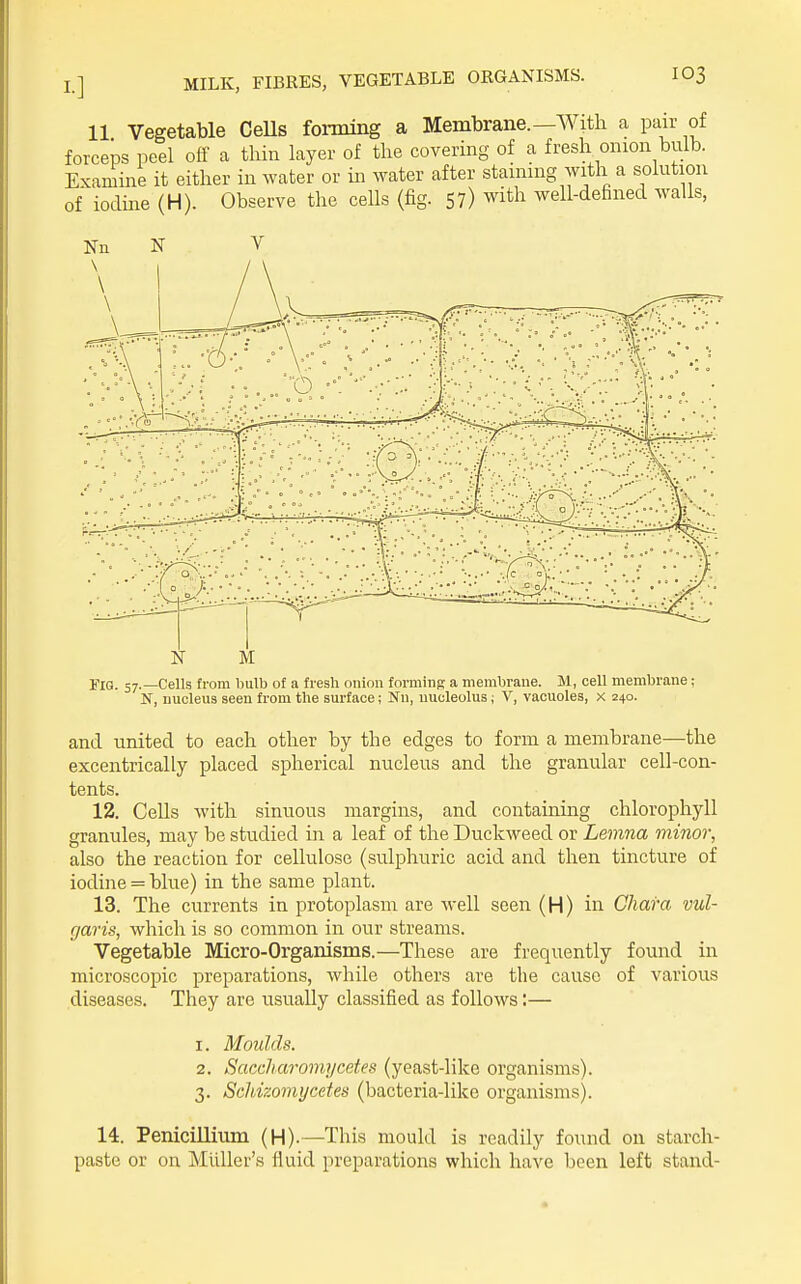 11 Vegetable CeUs forming a Membrane.—With a pair of forceps peel off a thin layer of the covering of a fresh onion bulb. Examine it either in water or in water after staining with a solution of iodine (H). Observe the cells (fig. 57) with well-defined walls, riG. 57.—Cells from bulb of a fresh onion forminR a membrane. M, cell membrane; N, nucleus seen from the surface; Nn, nucleolus; V, vacuoles, x 240. and united to each other by the edges to form a membrane—the excentrically placed spherical nucleus and the granular cell-con- tents. 12. Cells with sinuous margins, and containing chlorophyll granules, may be studied in a leaf of the Duckweed or Lemna minor, also the reaction for cellulose (sulphuric acid and then tincture of iodine = blue) in the same plant. 13. The currents in protoplasm are well seen (H) in Cliara vul- garis, which is so common in our streams. Vegetable Micro-Organisms.—These are frequently found in microscopic preparations, while others are the cause of various diseases. They are usually classified as follows:— 1. Moulds. 2. Saccliaromycetes (yeast-like organisms). 3. Schizomycetes (bacteria-like organisms). 14. PeniciUium (H).—This mould is readily found on starch- paste or on Miiller's fluid preparations which have been left stand-