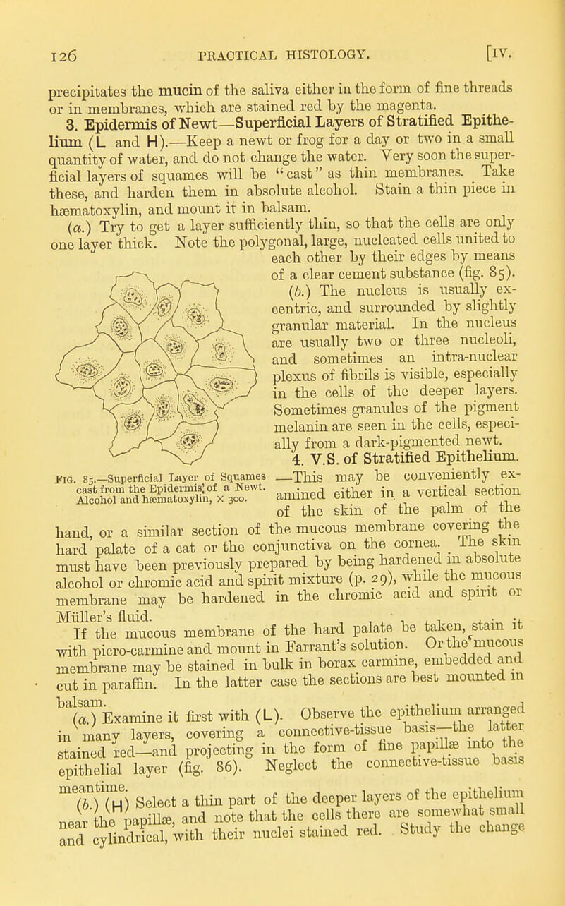 precipitates the mucin of the saliva either in the form of fine threads or in membranes, which are stained red by the magenta. 3. Epidermis of Newt—Superficial Layers of Stratified Epithe- lium (L and H).—Keep a newt or frog for a day or two in a small quantity of water, and do not change the water. Very soon the super- ficial layers of squames will be cast as thin membranes. Take these, and harden them in absolute alcohol. Stain a thin piece in hsematoxylin, and mount it in balsam. (a.) Try to get a layer sufficiently thin, so that the cells are only one layer thick. Note the polygonal, large, nucleated cells united to each other by tlieu' edges by means of a clear cement substance (fig. 85). (&.) The nucleus is usually ex- centric, and surrounded by slightly granular material. In the nucleus are usually two or three nucleoli, and sometimes an intra-nuclear plexus of fibrils is visible, especially in the cells of the deeper layers. Sometimes granules of the pigment melanin are seen in the cells, especi- ally from a dark-pigmented newt. 4. V.S. of Stratified Epithelium. —This may be conveniently ex- amined either in a vertical section of the skin of the palm of the hand, or a similar section of the mucous membrane covering the hard palate of a cat or the conjunctiva on the cornea _ The skm must have been previously prepared by being hardened m absolute alcohol or chromic acid and spirit mixture (p. 29), while the mucous membrane may be hardened in the chromic acid and spirit or Midler's fluid. , , -, .1 4. • If the mucous membrane of the hard palate be taken, stain it with picro-carmine and mount in Warrant's solution. Or the mucous membrane may be stained in bulk in borax carmme embedded and cut in paraffin. In the latter case the sections are best mounted in ^t«TExamine it first with (L). Observe the epithelium arranged in many layers, covering a connective-tissue basis-the lat er stained red-and projecting in the form of fine papillae into the e^thdid layer (fig.'86).° Neglect the connective-tissue basis ^tbUH) Select a thm part of the deeper layers of the epithelium ne r the papilla, and note that the cells there ai^e --diat^ s^^^^^ and cylindrical, with their nuclei stained red. Study the change Fig. 85.—Superficial Layer of Sciuames cast from the Epidermis; of a Ne^vt. Alcohol and hcematoxylin, x 300.