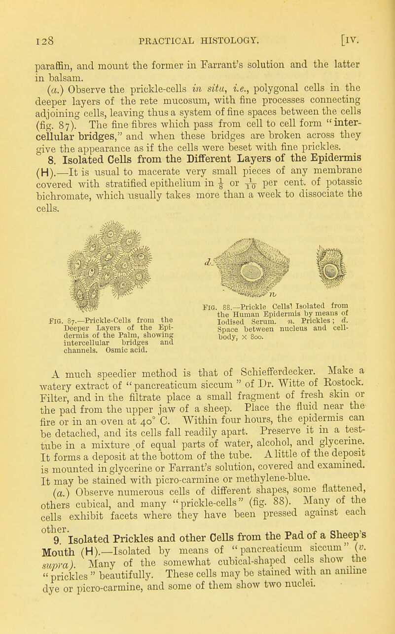 paraffin, and mount the former in Warrant's solution and the latter in balsam. (a.) Observe the prickle-cells in situ, i.e., polygonal cells in the deeper layers of the rete mucosum, with fine processes connecting adjoining cells, leaving thus a system of fine spaces between the cells (fig. 87). The fine fibres which pass from cell to cell form inter- cellular bridges, and when these bridges are broken across they give the appearance as if the cells were beset with fine prickles. 8. Isolated Cells from the DiflFerent Layers of the Epidermis (H).—It is usual to macerate very small pieces of any membrane covered Avith stratified epithelium in ^ or j-^ per cent, of potassic bichromate, which usually takes more than a week to dissociate the cells. Fig. 87.—Piickle-Cells from the Deeper Layers of the Epi- dermis of the Palm, showing intercellular bridges and channels. Osmic acid. Pig. 88.—Prickle Cells'! Isolated from the Human Epidermis hy means of Iodised Serum. «. Prickles; A. Space between nucleus and cell- body, X 800. A much speedier method is that of Schiefferdecker. Make a watery extract of  pancreaticum siccum  of Dr. Witte of Eostock. Filter, and in the filtrate place a small fragment of fresh skin or the pad from the upper jaw of a sheep. Place the fluid near the fire or in an oven at 40° C. Within four hours, the epidermis can be detached, and its cells fall readily apart. Preserve it m a test- tube in a mixture of equal parts of water, alcohol, and glycerine. It forms a deposit at the bottom of the tube. A little of the deposit is mounted in glycerine or Farrant's solution, covered and examined. It may be stained with picro-carmine or methylene-blue. (a) Observe numerous cells of different shapes, some flattened, others cubical, and many prickle-cells (fig. 88). Many of the cells exhibit facets where they have been pressed against each 9 Isolated Prickles and other CeUs from the Pad of a Sheep's Mouth (H).—Isolated by means of pancreaticum siccum (y. sxiwa) Many of the somewhat cubical-shaped cells show the  pricldcs  beautifully. These cells may be stained with an anUine dye or picro-carmine, and some of them show two nuclei.