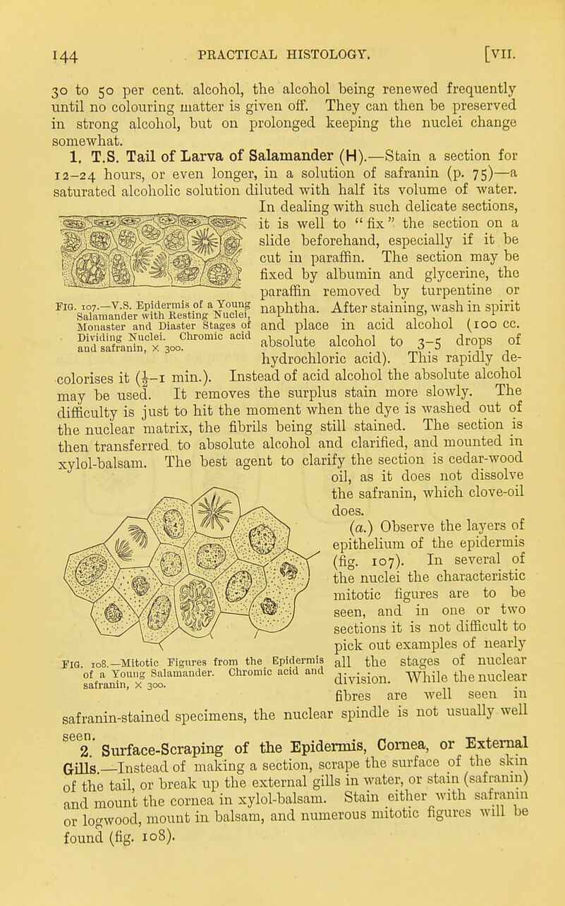 FlQ. 107.—V.S. Epidermis of a Young Salamander with Kesting Nuclei, Monaster and Diaster Stages of Dividing Nuclei. Cliromic acid and safranin, x 300. 30 to 50 per cent, alcohol, the alcohol heing renewed frequently until no colouring matter is given off. They can then be preserved in strong alcohol, but on prolonged keeping the nuclei change somewhat. 1. T.S. Tail of Larva of Salamander (H).—Stain a section for 12-24 hours, or even longer, in a solution of safranin (p. 75)—a saturated alcoholic solution diluted with half its volume of water. In dealing with such delicate sections, it is well to fix the section on a slide beforehand, especially if it be cut in paraffin. The section may be fixed by albumin and glycerine, the paraffin removed by turpentine or naphtha. After staining, wash in spirit and place in acid alcohol (100 cc. absolute alcohol to 3-5 drops of hydrochloric acid). This rapidly de- colorises it (^-i min.). Instead of acid alcohol the absolute alcohol may be used. It removes the surplus stain more slowly. The difficulty is just to hit the moment when the dye is Avashed out of the nuclear matrix, the fibrils being still stained. The section is then transferred to absolute alcohol and clarified, and mounted in xylol-balsam. The best agent to clarify the section is cedar-wood oil, as it does not dissolve the safranin, which clove-oil does. (a.) Observe the layers of epithelium of the epidermis (fig. 107). In several of the nuclei the characteristic mitotic figures are to be seen, and in one or two sections it is not difficult to pick out examples of nearly all the stages of nuclear division. While the nuclear fibres are well seen in safranin-stained specimens, the nuclear spindle is not usually well ^^2* Surface-Scraping of the Epidermis, Cornea, or External Gills —Instead of making a section, scrape the surface of the skin of the tail, or break up the external giUs in water, or stain (safranin) and mount the cornea in xylol-balsam. Stain either with safranin or logwood, mount in balsam, and numerous mitotic figures will be found (fig. 108). Fig 108 —Mitotic Figures from the Epidermis of a Young Salamander. Chromic acid and safranin, x 300.