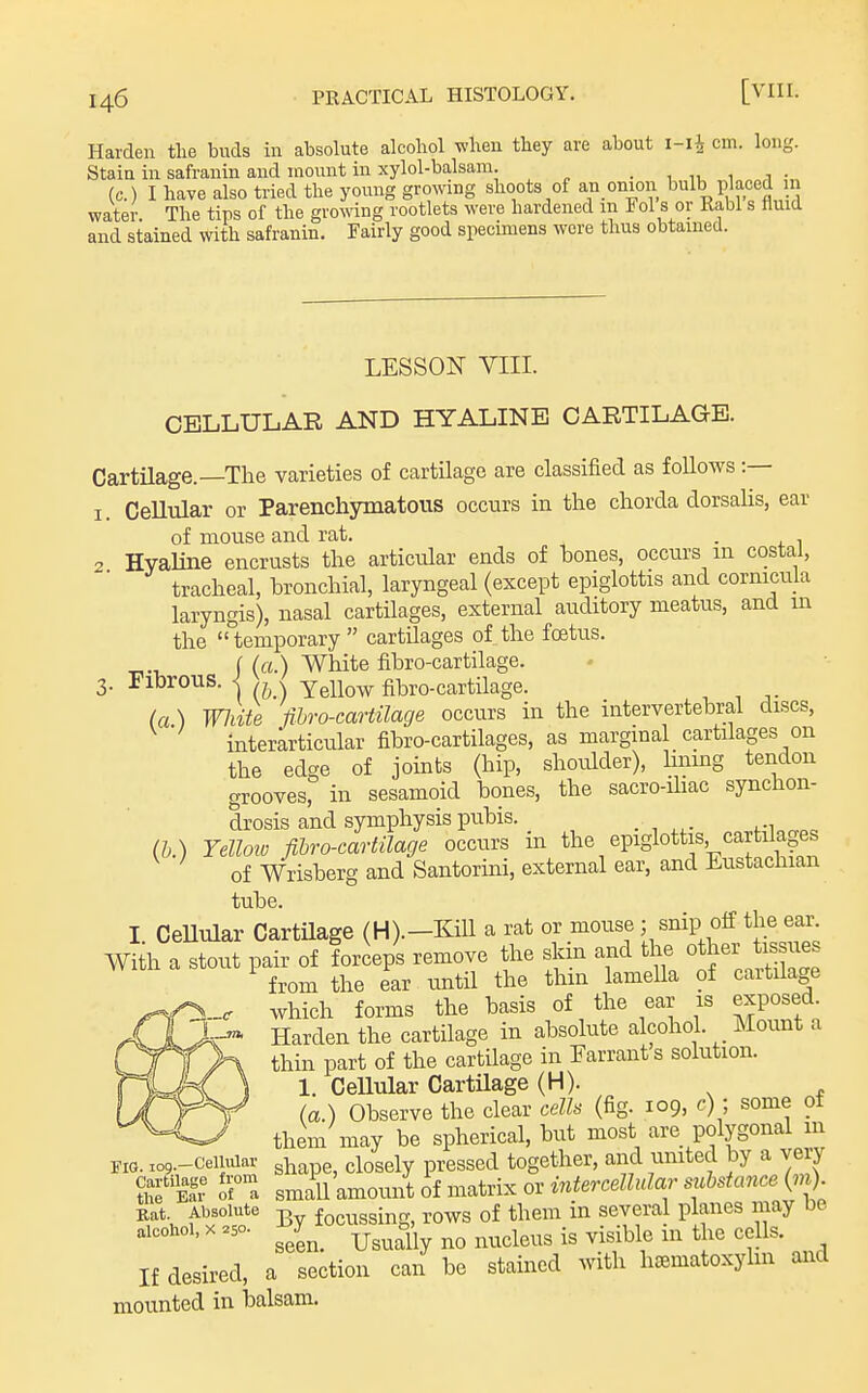 Harden tlie buds in absolute alcohol when they are about i-ii cm. long. Staia in safranin and mount in xylol-balsam. • 1 1 i •„ (c.) I have also tried the young growing shoots of an onion bulb placed m water. The tips of the growing rootlets were hardened m Fol s or Rabl s fluid and stained with safranin. Fairly good specunens were thus obtained. LESSON VIII. CELLULAR AND HYALINE CARTILAGE. CartUage.—The varieties of cartilage are classified as foUows :— I. Cellular or Parenchymatous occurs in the chorda dorsahs, ear of mouse and rat. . 2 Hyaline encrusts the articular ends of hones, occurs m costal, tracheal, bronchial, laryngeal (except epiglottis and cornicula laryngis), nasal cartilages, external auditory meatus, and in the  temporary  cartilages of the foetus. I (a.) White fibro-cartilage. 3. Fibrous. < Yellow fibro-cartilage. (a ) White fihro-cartilage occurs in the intervertebral discs, interkrticular fibro-cartilages, as marginal cartilages on the edge of joints (hip, shoidder), hiung tendon grooves, in sesamoid bones, the sacro-iliac synchon- drosis and symphysis pubis. (h.) Yellow fibro-cartilage occurs in the epiglottis cartilages of Wrisberg and Santorini, external ear, and Eustachian tube. I CeUular CartUage (H).-K:iU a rat or mouse; snip off the eal^ Wi h a stout pair of forcepl remove the sldn and the other tissi^^^^^ from the ear tmtil the thin lameUa of cartdage which forms the basis of the ear is exposed. Harden the cartilage in absolute alcohol. Mount a thin part of the cartilage in Earrants solution. 1. Cellular Cartilage (H). (a.) Observe the clear cells (fig. 109, c) ; some ot them may be spherical, but most are polygonal in no. xo9.-ceUuiar g^ape, closely pressed together, and united by a very e'^v of a small amount of matrix or intercellular substance (m). Kat. Absolute -g foctissing, rows of them in several planes may be alcohol,X.50. ^y^^ Usually no nucleus is visible in the cells. If desired, a section can be stained with h^ematoxyhn and mounted in balsam.