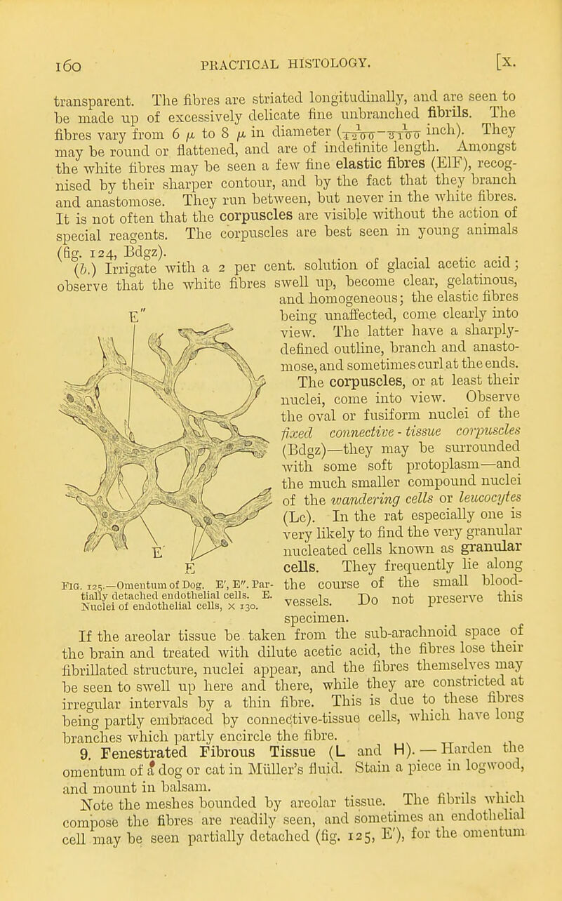 transparent. The fibres are striated longitudinally, and are seen to be made up of excessively delicate fine unbranched fibrils. The fibres vary from 6 /x to 8 /a in diameter (x^VTr-Tmro ich). They may be round or flattened, and are of indetinite length. Amongst the white fibres may be seen a few fine elastic fibres (EIF), recog- nised by their sharper contour, and by the fact that they branch and anastomose. They run between, but never in the white fibres. It is not often that the corpuscles are visible without the action of special reagents. The corpuscles are best seen in young animals (fig. 124, Bdgz). (&.) Irrigate with a 2 per cent, solution of glacial acetic acid; observe that the white fibres swell np, become clear, gelatinous, and homogeneous; the elastic fibres being unaffected, come clearly into view. The latter have a sharply- defined outUne, branch and anasto- mose, and sometimes curl at the ends. The corpuscles, or at least their nuclei, come into view. Observe the oval or fusiform nuclei of the fixed connective - tissue corpuscles (Bdgz)—they may be surrounded with some soft protoplasm—and the much smaller compound nuclei of the ivandering cells or leucocytes (Lc). In the rat especially one is very likely to find the very granular nucleated cells known as granular ceUs. They frequently lie along the course of the small blood- vessels. Do not preserve this specimen. If the areolar tissue be taken from the sub-arachnoid space of the bram and treated with dilute acetic acid, the fibres lose their fibrillated structure, nuclei appear, and the fibres themselves may be seen to swell up here and there, while they are constricted at irregular intervals by a thin fibre. This is due to these fibres being partly embraced by connedtive-tissue cells, which have long branches A^'hich partly encircle the fibre. 9, Fenestrated Fibrous Tissue (L and H). —Harden the omentum of a dog or cat in Miiller's fluid. Stain a piece in logwood, and mount in balsam. ■ Note the meshes bounded by areolar tissue. The fibrils wliicn compose the fibres are readily seen, and sometimes an endothelial cell may be seen partially detached (fig. 125, E'), for the omentum Fig. 125.—Omentum of Dog. E', E. Par- tially detached endothelial cells. E. Nuclei of endothelial cells, x 130.