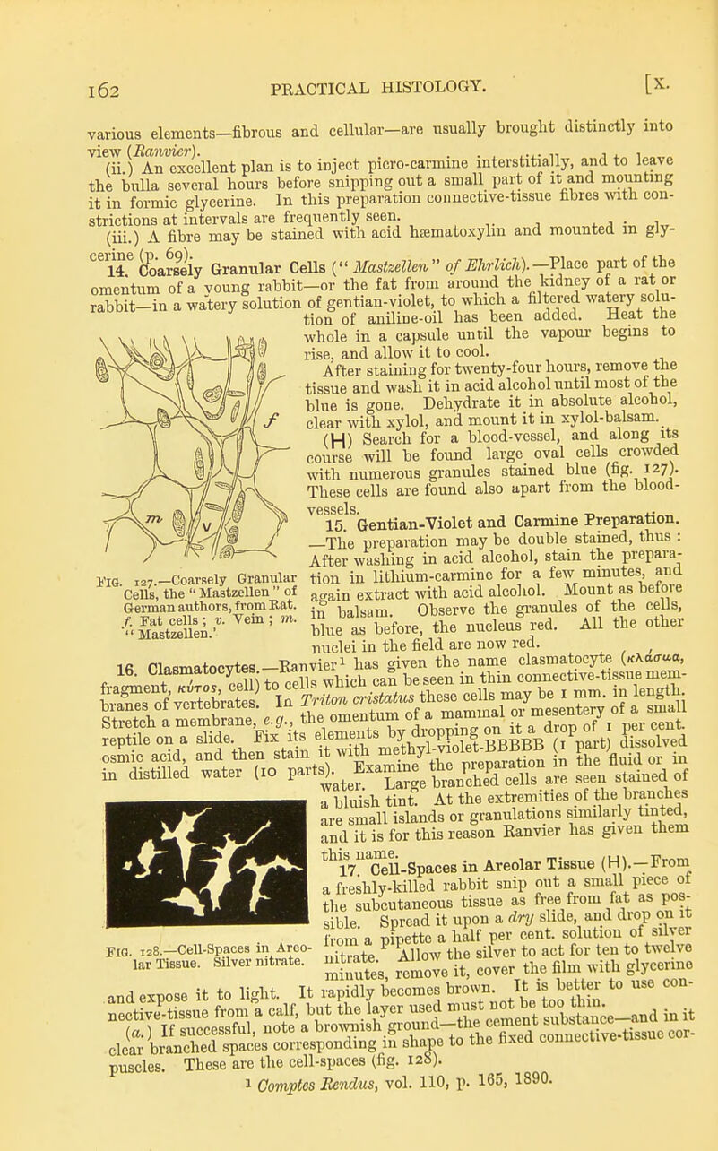 various elements-fibrous and cellular-are usually brought distinctly into view (Ranvier). . . . ^ n ^ 4. i„„,.„ (ii.) An excellent plan is to inject picro-carmine mterstitially, and to leave the bulla several hours before snipping out a small part of it and mounting it in formic glycerine. In this preparation connective-tissue fibres vnth con- strictions at intervals are frequently seen, i. J „i„ (iii.) A fibre may be stained with acid heematoxyhn and mounted m gly- ^^^iT CoaSiy Granular CeUs ( Mastzellen of Ehrlich).—TUce part of the omentum of a voung rabbit-or the fat from around the kidney of a rat or rabbit-in a watery solution of gentian-violet to which a filtered watery solu- tion of aniline-oil has been added. Heat the whole in a capsule until the vapour begins to rise, and allow it to cool. After staining for twenty-four hours, remove the tissue and wash it in acid alcohol until most of the blue is gone. Dehydrate it in absolute alcohol, clear with xylol, and mount it in xylol-balsam. (H) Search for a blood-vessel, and along its course will be found large oval cells crowded with numerous granules stained blue (fig. 127). These cells are found also apart from the blood- vessels 15. Gentian-Violet and Carmine Preparation. —Tlie preparation may be double stained, thus : After washing in acid alcohol, stain the prepara- tion in lithium-carmine for a few minutes, and asain extract with acid alcohol. Mount as before in balsam. Observe the gi-anules of the cells, blue as before, the nucleus red. All the other nuclei in the field are now red. ^ IR rijiRmatocvtes —Ranvieri ^as given the name clasmatocyte (K\ao-aa, 16. ClaBmatocytes -^^^^ ° ^gseej, in thin comiective-tissue mem- in distilled water (10 P^^^^s^ famine^ th^^^^^^^^^^ ^^^^ a bluish tint. At the extremities of the branches are small islands or granulations similarly tinted, and it is for this reason Kanvier has given them *^iV'Sli-Spaces in Areolar Tissue (H).-From a freshly-killed rabbit snip out a small piece ot the subcutaneous tissue as frfe from fat as pos- sible. Spread it upon a dry slide and drop on it from a pipette a half per cent, solution of silver nitrate Allow the silver to act for ten to twelve minutes, rtmove it, cover the film with glycerine andexnose it to light. It rapidly becomes brown. It is better to use con- clear branched spaces corresponding in shape to the nxea conm-ciivB puscles. These are the cell-spaces (fig. 12b). 1 Oomptes Bendus, vol. 110, p. 165, 1890. I'IG. 127.—Coarsely Granular Cells, the  Mastzellen  of German authors, from Bat. f. Fat cells; v. Vein ; tn. ' Mastzellen.' Fig. 128.—Cell-Spaces in Areo- lar Tissue. Silver nitrate.
