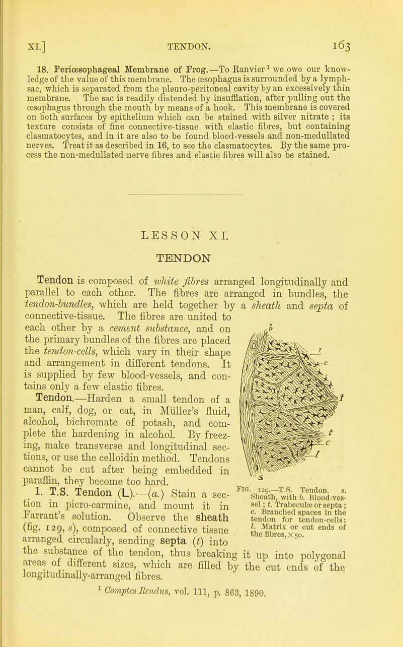 18. PericBsophageal Membrane of Frog. —To Ranvier ^ we owe our know- ledge of the value of this membrane. The oesophagus is surrounded by a lymph- sac, which is separated from the pleuro-peritoneal cavity by an excessively thin membrane. The sac is readily distended by insufflation, after pulling out the oesophagus through the mouth by means of a hook. This membrane is covered on both surfaces by epithelium which can be stained with silver nitrate ; its texture consists of fine connective-tissue with elastic fibres, but containing clasmatocytes, and in it are also to be found blood-vessels and non-medullated nerves. Ti-eat it as described in 16, to see the clasmatocytes. By the same pro- cess the non-medullated nerve fibres and elastic fibres will also be stained. LESSON XI. TENDON Tendon is composed of loMte fibres arranged longitudinally and parallel to each other. The fibres are arranged in bundles, the tendon-bundles, which are held together by a sJieath and septa of connective-tissue. The fibres are united to each other by a cement substance, and on the primary bundles of the fibres are placed the tendon-cells, which vary in their shape and arrangement in different tendons. It is supplied by few blood-vessels, and con- tains only a few elastic fibres. Tendon.—Harden a small tendon of a man, calf, dog, or cat, in Miiller's fluid, alcohol, bichromate of potash, and com- plete the hardening in alcohol. By freez- ing, make transverse and longitudinal sec- tions, or use the celloidin method. Tendons cannot be cut after being embedded in paraffin, they become too hard. _ 1. T.S. Tendon (L).—(a.) Stain a sec- tion in picro-carmine, and mount it in Farrant's solution. Observe the sheath (fig. 129, s), composed of connective tissue arranged circularly, sending septa {t) into the substance of the tendon, thus breaking it up into polygonal areas of diff-erent sizes, which are filled by the cut ends of the longitudmally-arranged fibres. ^ GomptesReiulus, vol. Ill, p. 863, 1890. Fig. 129.—T.S. Tendon, s. Sheath, with h. Blood-ves- sel ; t. Trabeculnj or septa; c. Branched spaces in the tendon for tendon-cells; I. Matrix or cut ends of the fibres, x 50.