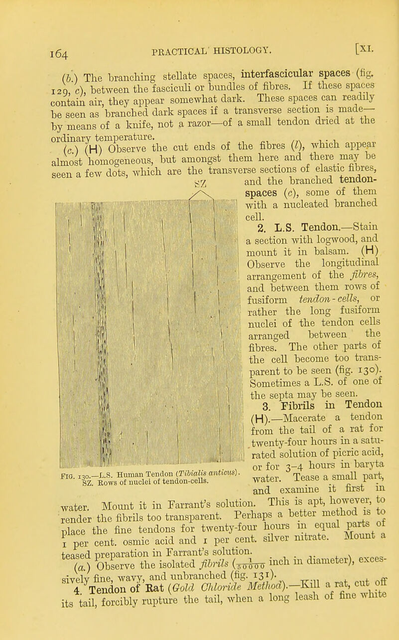 (h) The branching stellate spaces, interfascicular spaces (fig. 120 c) between the fasciculi or bundles of fibres. If these spaces contain air, they appear somewhat dark. These spaces can readily be seen as branched dark spaces if a transverse section is made— by means of a knife, not a razor—of a smaU tendon dried at the ordinary temperature. (c) (H) Observe the cut ends of the fibres (0, which appear almost homogeneous, but amongst them here and there may be seen a few dots, which are the transverse sections of elastic fibres, and the branched tenaon- spaces (c), some of them with a nucleated branched cell. 2. L.S. Tendon.—Stain a section with logwood, and mount it in balsam. (H) Observe the longitudinal arrangement of the fibres, and between them rows of fusiform tendon - cells, or rather the long fusiform nuclei of the tendon ceUs arranged between the fibres. The other parts of the cell become too trans- parent to be seen (fig. 130). Sometimes a L.S. of one of the septa may be seen. 3. Fibrils in Tendon (H).—Macerate a tendon from the tail of a rat for .twenty-four hours in a satu- rated solution of picric acid, or for 3-4 hours in baryta water. Tease a small part, and examine it first in water. Mount it in Tarrant's solution. This is apt, however, to Tender the fibrUs too transparent. Perhaps a better me hod is to place the fine tendons for twenty-four hours m equal parte of \ per cent, osmic acid and i per cent, silver nitrate. Mount a teased preparation in Farrant's solution. . , . , v (1) Observe the isolated fibrils (^ inch m diameter), exces- ^ivplv fine, wavy, and unbranched (fig. 131). „ 4 Tendon of Rat {Gold Chloride Method).-K^ll a rat, cut off its tail, forcibly rupture the tail, when a long leash of fine white flO. 130.—L.S. Human Tendon (Tibialis anticus). si. Rows of nuclei of tenclon-cells.