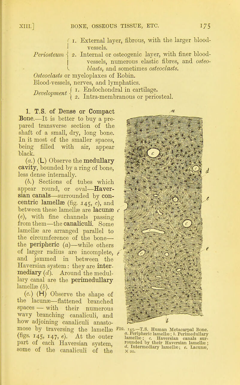 c I. External layer, fibrous, with the larger bloocl- j vessels. Periosteum \ 2. Internal or osteogenic layer, with finer blood- I vessels, numerous elastic fibres, and osteo- blasts, and sometimes osteoclasts. Osteoclasts or myeloplaxes of Robin. Blood-vessels, nerves, and lymphatics. n 7 ^ f I. Endochondral in cartilage. JJevelopment { -r i. x, • x i ^ \ 2. intra-membranous or periosteal. 1. T.S. of Dense or Compact Bone.—It is better to buy a pre- pared transverse section of the shaft of a small, dry, long bone. In it most of the smaller spaces, being filled with air, appear black. (a.) (L) Observe the medvillary cavity, bounded by a ring of bone, less dense internally. (6.) Sections of tubes which appear round, or oval—Haver- sian canals—surrounded by con- centric lamellse (fig. 145, c), and between these lamellse are lacunae (e), with fine channels passing from them—the canaliculi. Some lameUse are arranged parallel to the circumference of the bone— the peripheric (a)—while others of larger radius are incomplete, and jammed in between the Haversian system: they are inter- mediary {d). Around the medul- lary canal are the perimedullary lamellse {h). (c.) (H) Observe the shape of the lacunae—fiattened branched spaces — with their numerous wavy branching canaliculi, and how adjoining canaliculi anasto- mose by traversing the lamellte (figs. 145, 147, e). At the outer part of each Haversian system, some of the canaliculi of the FlQ. 145.—T.S. Human Metacarpal Bone. a. Peripheric lamella;; h. Perimedullary lamellio; c. Haversian canals sur- rounded by tlieir Haversian lamellic ; d. Intermediary laniellre; c. Lacuna:, X zo.