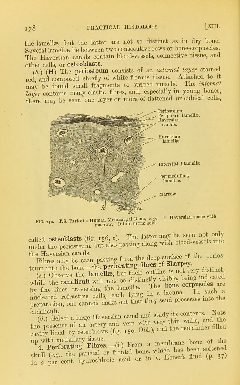 the lamellse, but the latter are not so distinct as in dry bone. Several lamella lie between two consecutive rows of bone-corpuscles. The Haversian canals contain blood-vessels, connective tissue, and other cells, or osteoblasts. (b.) (H) The periosteum consists of an external layer stained red, and composed chiefly of white fibrous tissue. Attached to it may be found small fragments of striped muscle. The internal layer contains many elastic fibres, and, especiaUy in young bones, there may be seen one layer or more of flattened or cubical cells, Periosteum. Peripheric lamella. Haversian canals. Haversian lamellee. Interstitial lamellae PerimeduUary lamella;. Marrow. witli called osteoblasts (fig. 156, c). The latter ^^^f^^^^^ jj^'J^^^^ tinder the periosteum, but also passing along with blood-vessels into m;\Tstn passing from tl^e de^^^^^^^^^^^^^ P^^^ teum into the bone-the perforating fibres of Sharply (c.) Observe the lameUse, but their ^^^thne is no ve^y d^^^^^^^ W rSekct a large Haversian canal and stndy «o->t«t- thf iJreLce of an art., and vein -^J^^^r — cavity hned by osteoblasts (fag. 150, uoi.;, luiu. VperCiin7piSe\-(i.) » >en,taane bone of the