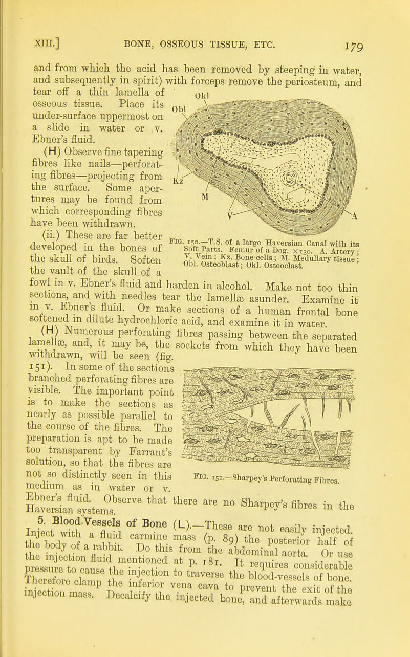 Fig 150.—T.S. of a large Haversian Canal with its Soft Parts. Femur of a Dng, x 130. A. Artery ; V Vein; Kz. Bone-cells; M. Medullary tissue ; Obi. Osteoblast; Okl. Osteoclast. and from which the acid has been removed by steeping in water, and subsequently in spirit) with forceps remove the periosteum, and tear off a thin lamella of osseous tissue. Place its under-surface uppermost on a slide in water or v. Ebner's fluid. (H) Observe fine tapering fibres like nails—perforat- ing fibres—projecting from the surface. Some aper- tures may be found from which corresponding fibres have been withdrawn, (ii.) These are far better developed in the bones of the skull of birds. Soften the vault of the skull of a fowl in V. Ebner's fluid and harden in alcohol. Make not too thin sections, and with needles tear the lamelte asunder. Examine it in V. Ebner's fluid. Or make sections of a human frontal bone iu^iT hydrochloric acid, and examine it in water (H) mimerous perforating fibres passing between the separated lamellae, and, it may be, the sockets from which they have been withdrawn, will be seen (fig. 151). In some of the sections branched perforating fibres are visible. The important point is to make the sections as nearly as possible parallel to the course of the fibres. The preparation is apt to be made too transparent by Farrant's solution, so that the fibres are not so distinctly seen in this medium as in water or v InfecflTth'lTM °' (Lj-These are not easily injected. the injection flu d mentioned at n i8i Tf .y^ f Dressurp tn Pnnco fi ... ^'\P- 'I- -l-t requires considerable Therefore 'Z^^^ T'^' ^''^''^^ ^^'^ Wood-vessels of bone, inicttn mtr^ 1 fP™^^^^ the exit of the injection mass. Decalcify the injected bone, and afterwards make Fig. I5I.—Sharpey's Perforating Fibres.