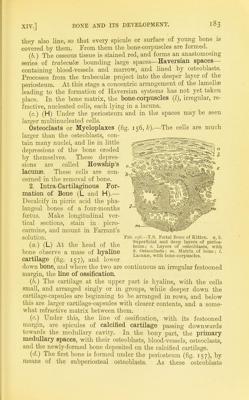 they also line, so that every spicule or surface of young hone is covered hy them. From them the hone-corpuscles are formed. (b.) The osseous tissue is stained red, and forms an anastomosing series of trabeculce bounding large spaces—Haversian spaces- containing blood-vessels and marrow, and lined by osteoblasts. Processes from the trabeculas project into the deeper layer of the periosteum. At this stage a concentric arrangement of the lamellse leading to the formation of Haversian systems has not yet taken place. In the bone matrix, the bone-corpuscles (1), irregular, re- fractive, nucleated cells, each lying in a lacuna. (c.) (H) Under the periosteum and in the spaces may be seen larger multinucleated cells. Osteoclasts or Myeloplaxes (fig. 156, —The cells are much larger than the osteoblasts, con- tain many nuclei, and lie in little depressions of the bone eroded by themselves. These depres- sions are called Howship's lacunse. These cells are con- cerned in the removal of bone. 2. Intra-Cartilaginous For- mation of Bone (L and H).— Decalcify in picric acid the pha- langeal bones of a four-months fostus. Make longitudinal ver- tical sections, stain in picro- carmine, and mount in Farrant's solution. (a.) (L) At the head of the bone observe a mass of hyaline cartilage (fig. 157), and lower Fig. 156.—T.S. Foetal Bone of Kitten, a, 6. Superficial and deep layers of perios- teum ; c. Layers of osteoblasts, with k. Osteoclasts; m. Matrix of bone; I. Lacunfe, wltli bone-corpuscles. down bone, and where the two are continuous an irregular festooned margin, the line of ossification. (b.) The cartilage at the upper part is hyaline, with the cells small, and arranged singly or in groups, while deeper down the cartilage-capsules are beginning to be arranged in rows, and below this are larger cartilage-capsules with clearer contents, and a some- what refractive matrix between them. (c.) Under this, the line of ossification, with its festooned margin, are spicules of calcified cartilage passing downwards towards the medullary cavity. In the bony part, the primary medullary spaces, with their osteoblasts, blood-vessels, osteoclasts, and the newly-formed bone deposited on the calcified cartilage. (d.) The first bone is formed under the periosteum (fig. 157), by means of the subperiosteal osteoblasts. As these osteoblasts