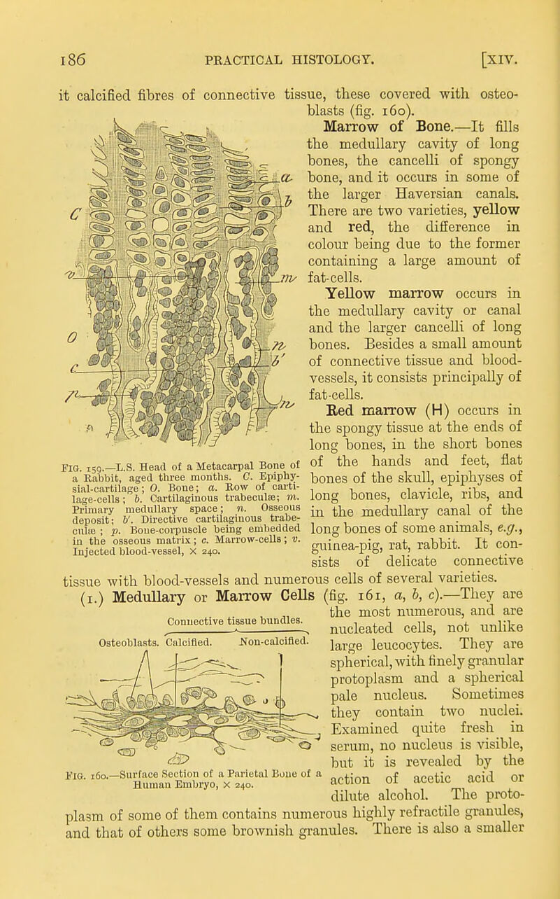 C it calcified fibres of connective tissue, these covered with, osteo- blasts (fig. 160). Marrow of Bone.—It fills the medullary cavity of long bones, the cancelli of spongy bone, and it occurs in some of the larger Haversian canals. There are two varieties, yellow and red, the difference in colour being due to the former containing a large amount of 111/ fat-cells. Yellow marrow occurs in the medullary cavity or canal and the larger cancelli of long bones. Besides a small amount of connective tissue and blood- vessels, it consists principally of fat-cells. Eed marrow (H) occurs in the spongy tissue at the ends of long bones, in the short bones FIG. 159.-L.S. Head of a Metacarpal Bone of of the hands and feet, flat a Eabbit, aged three months. C. Epiphy- Ijones of the skuU, epiphyses of sial-cartilase; 0. Bone; a. Kow of cai'ti- . 1 • i -v!^™ ;i lage-oells; 6. Cartilaginous trabeculEE; m. long boneS, clavicle, ribS, and Primary medullary space ; n. Osseous • ^ medullary canal of the deposit; V. Directive oartilagmous trabe- . cuife ; p. Boue-coi-puscie being embedded long bones 01 some animals, e.g.^ in the osseous matrix; c. Marrow-cells; «. g^^i^^^a-pig, rat, rabbit. It con- sists of delicate connective Injected blood-vessel, x 240. tissue with blood-vessels and numerous cells of several varieties, (i.) Medullary or Marrow Cells (fig. i6i, a, 6, c).—They are the most numerous, and are connective tissue bundles. ^^^^^^^^^ ^^^^ ^^^xY^ Osteotilasts. Calcified. JS^on-calcifled. large leucocytes. They are spherical, Avith finely granular protoplasm and a spherical pale nucleus. Sometimes they contain two nuclei. Examined quite fresh in serum, no nucleus is visible, but it is revealed by the Fig. i6o.—Surface Section of a Parietal Bone of a „f ncptic acid Or Human Embryo, x 240. aCUOn 01 acctlC dt-iu ui dilute alcohol. The proto- plasm of some of them contains numerous highly refractile granules, and that of others some brownish granules. There is also a smaller