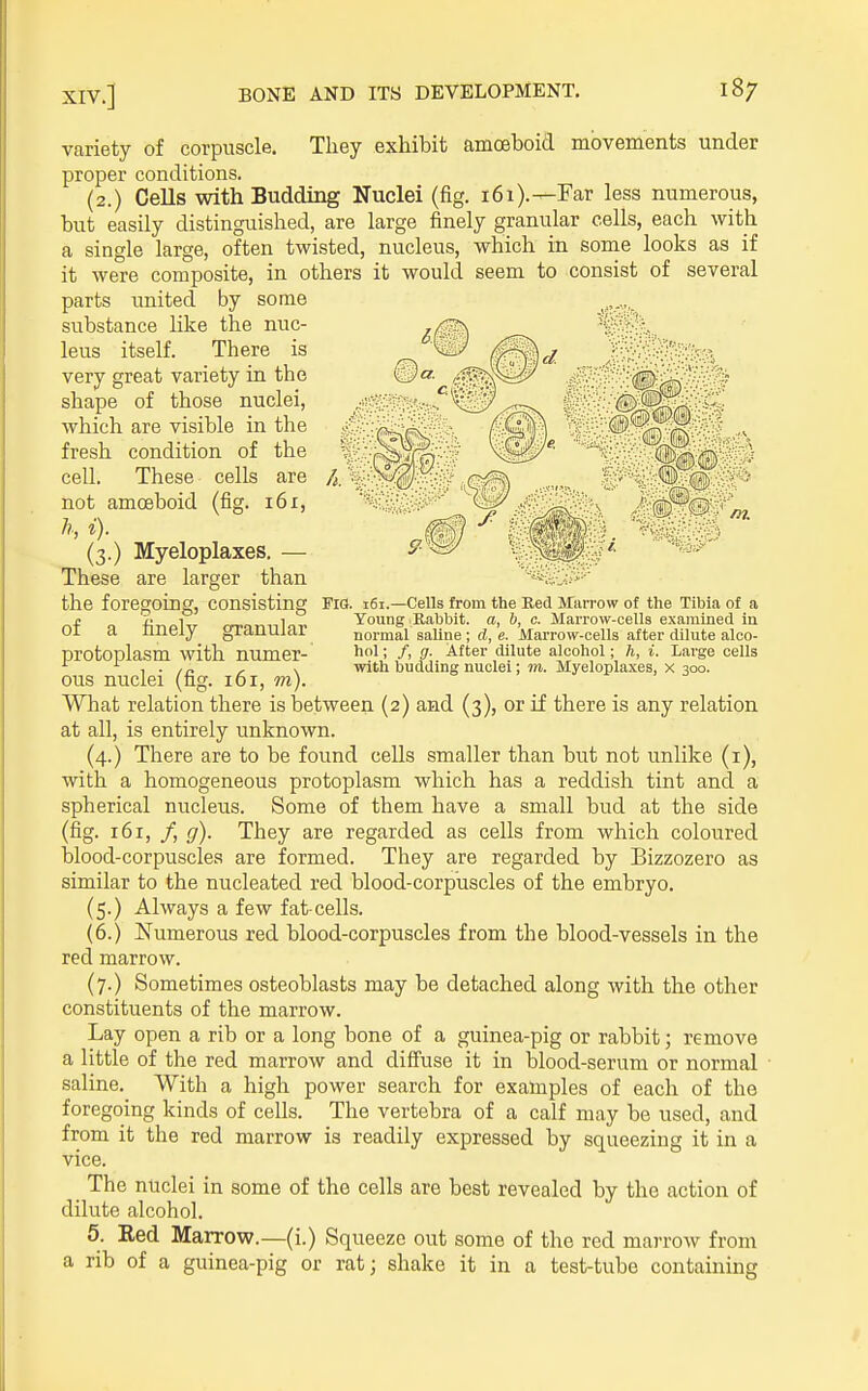 h. Fig. i6i.—Cells from the Red Marrow of the Tibia of a Young Rabbit, a, 6, c. Marrow-cells examined in normal saline ; d, e. Marrow-cells after dilute alco- hol ; /, g. After dilute alcohol; 7i, i. Large cells with budding nuclei; m. Myeloplaxes, x 300. variety of corpuscle. They exhibit amceboid movements under proper conditions. (2.) Cells with Budding Nuclei (fig. i6i).—Far less numerous, but easily distinguished, are large finely granular cells, each with a single large, often twisted, nucleus, which in some looks as if it were composite, in others it would seem to consist of several parts united by some substance like the nuc- leus itself. There is very great variety in the shape of those nuclei, which are visible in the fresh condition of the cell. These cells are not amceboid (fig. i6i, i). (3.) Myeloplaxes. — These are larger than the foregoing, consisting of a finely granular protoplasm with numer- ous nuclei (fig. 161, m). What relation there is between (2) and (3), or if there is any relation at all, is entirely unknown. (4.) There are to be found cells smaller than but not unlike (i), with a homogeneous protoplasm which has a reddish tint and a spherical nucleus. Some of them have a small bud at the side (fig. 161, /, g). They are regarded as cells from which coloured blood-corpusclea are formed. They are regarded by Bizzozero as similar to the nucleated red blood-corpuscles of the embryo. (5.) Always a few fat-cells. (6.) Numerous red blood-corpuscles from the blood-vessels in the red marrow. (7.) Sometimes osteoblasts may be detached along with the other constituents of the marrow. Lay open a rib or a long bone of a guinea-pig or rabbit; remove a little of the red marrow and difiuse it in blood-serum or normal saline. With a high power search for examples of each of the foregoing kinds of cells. The vertebra of a calf may be used, and from it the red marrow is readily expressed by squeezing it in a vice. The nuclei in some of the cells are best revealed by the action of dilute alcohol. 5. Red Marrow.—(i.) Squeeze out some of the red marrow from a rib of a guinea-pig or rat; shake it in a test-tube containing